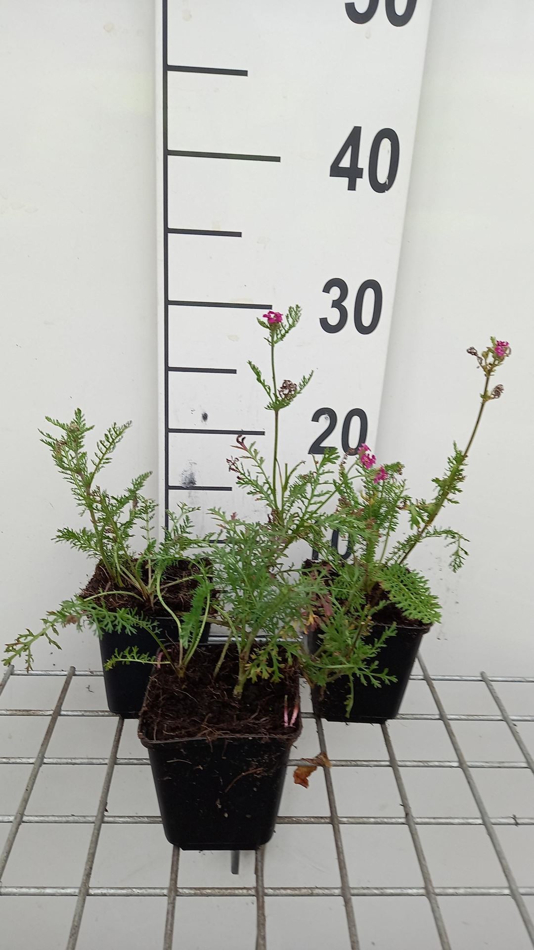 Achillea'Velour'- pot 9x9 cm afbeelding