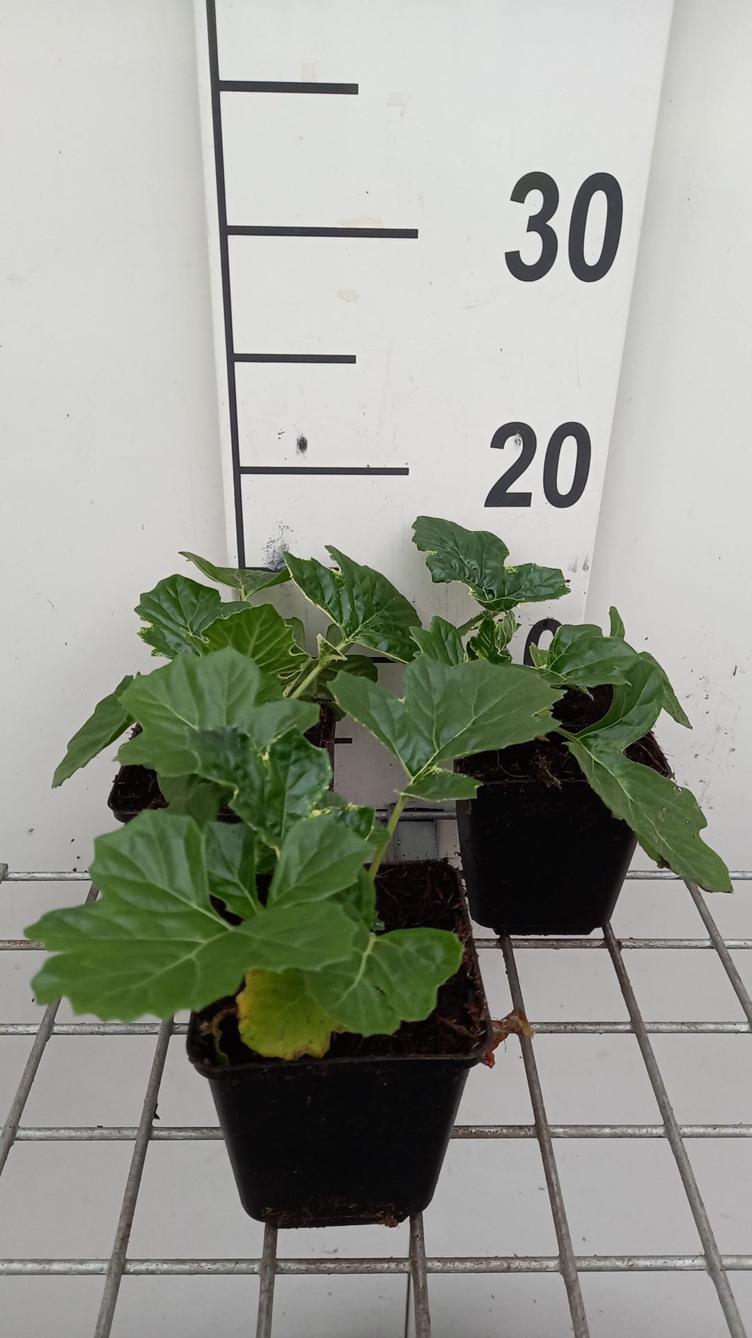Acanthus'Whitewater'- pot 9x9 cm afbeelding
