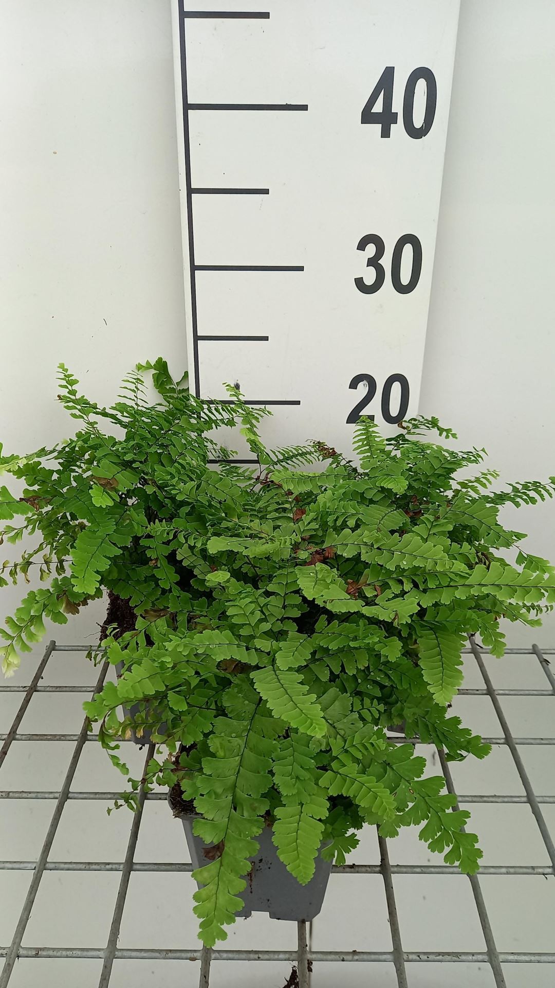 Adiantum pedatum - pot 9x9 cm - Hoefijzervaren / Zuidelijke hoefijzervaren afbeelding