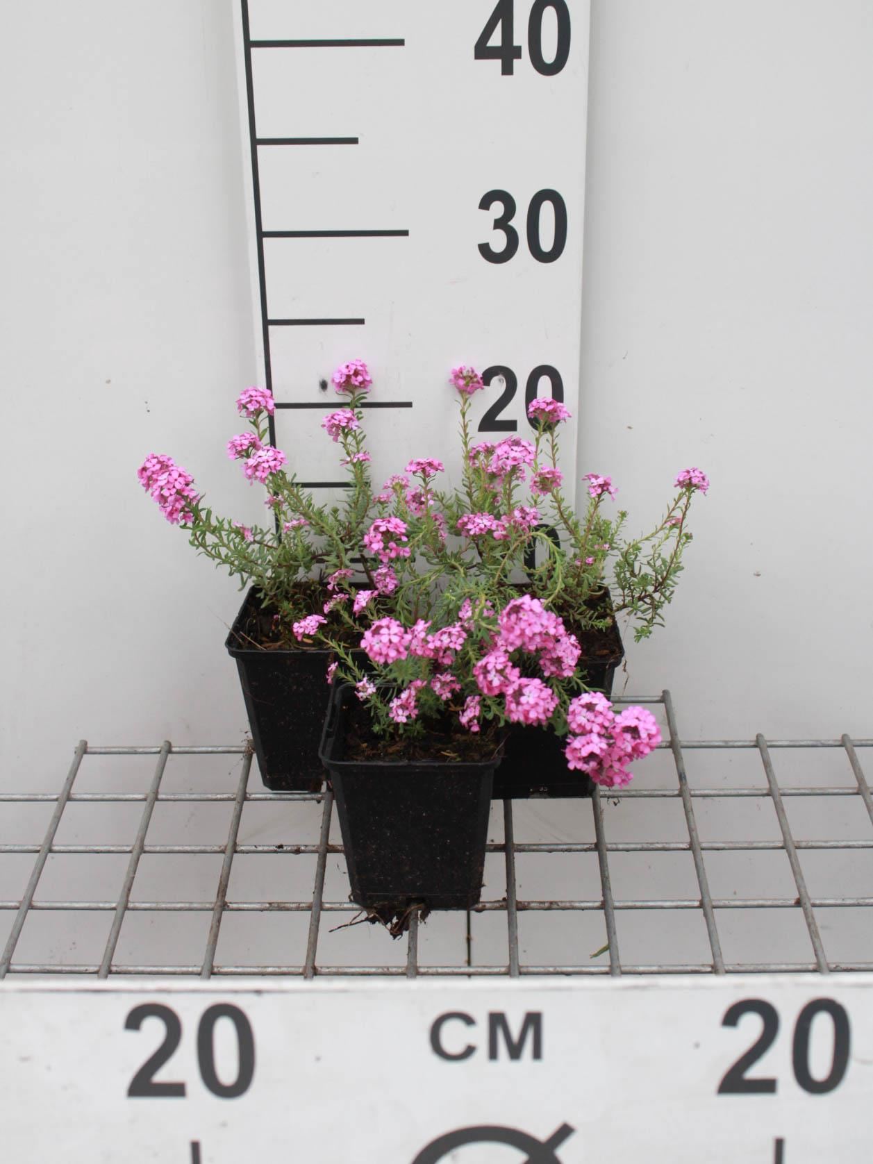 Aethionema armenum'Warley Rose'- pot 9x9 cm afbeelding