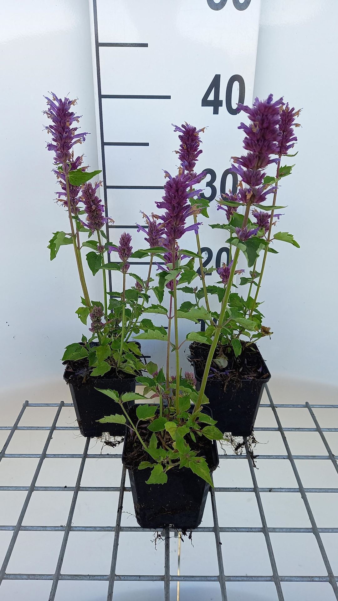 Agastache'Blue Boa'- pot 9x9 cm - Dropplant afbeelding