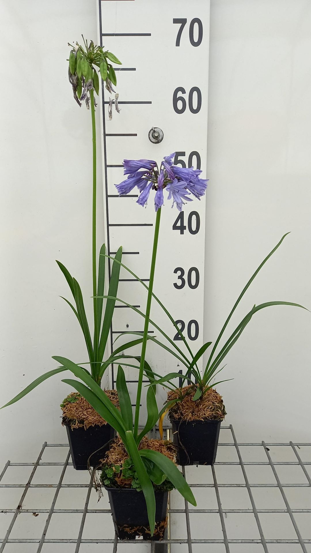 Agapanthus 'Blue Giant' - pot 9x9 cm -