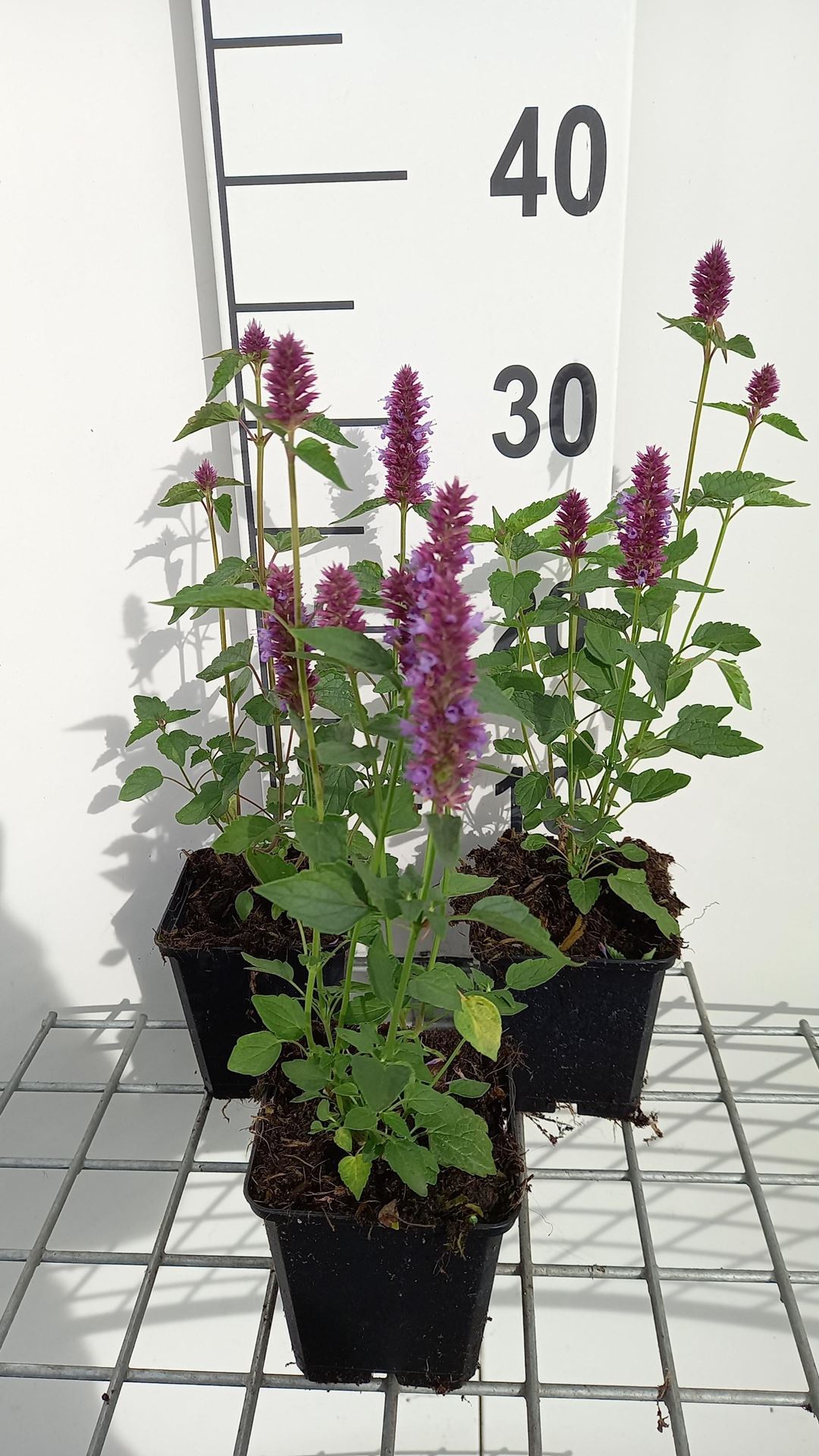 Agastache'AGAPD'(Beelicious Purple) - pot 9x9 cm - afbeelding