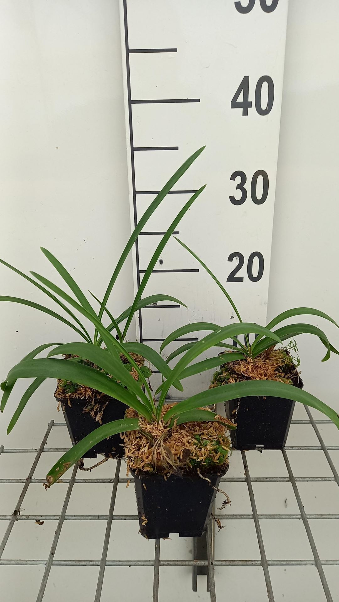 Agapanthus'Dr Brouwer'- pot 9x9 cm - afbeelding