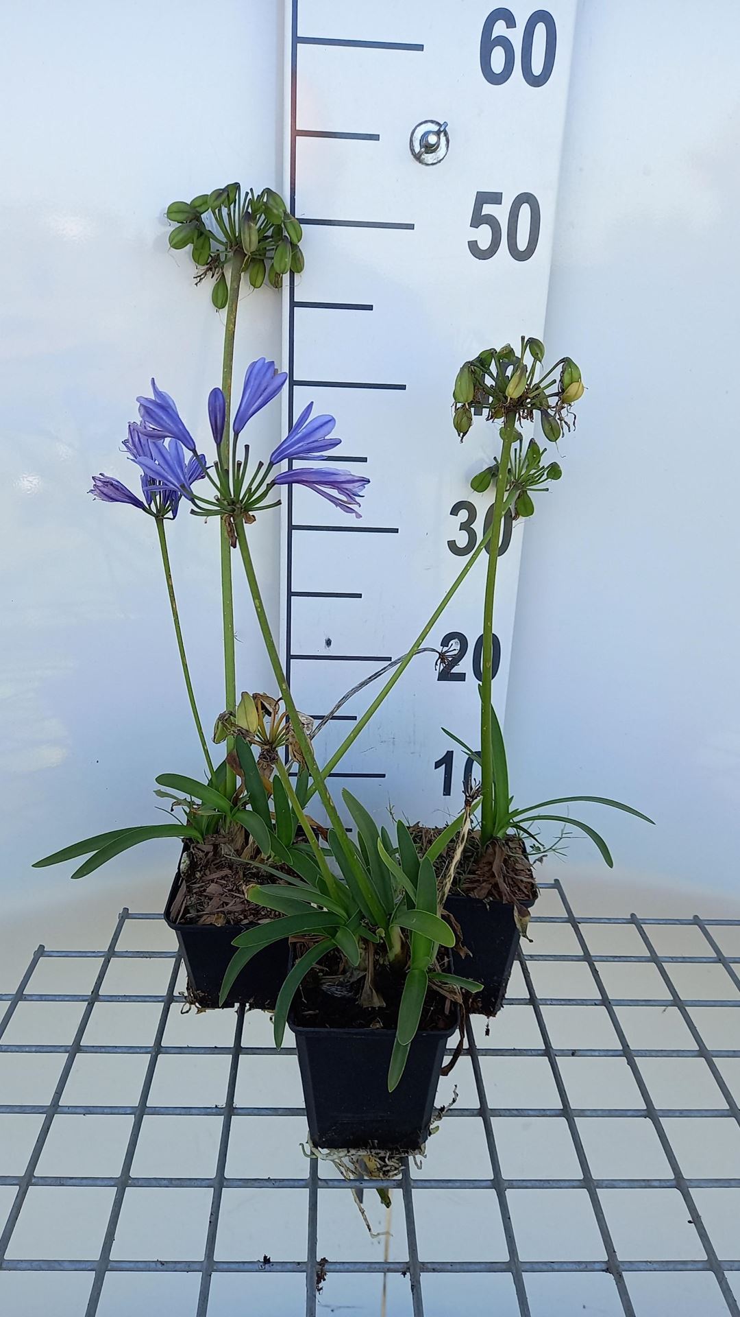 Agapanthus'Charlotte'- pot 9x9 cm afbeelding