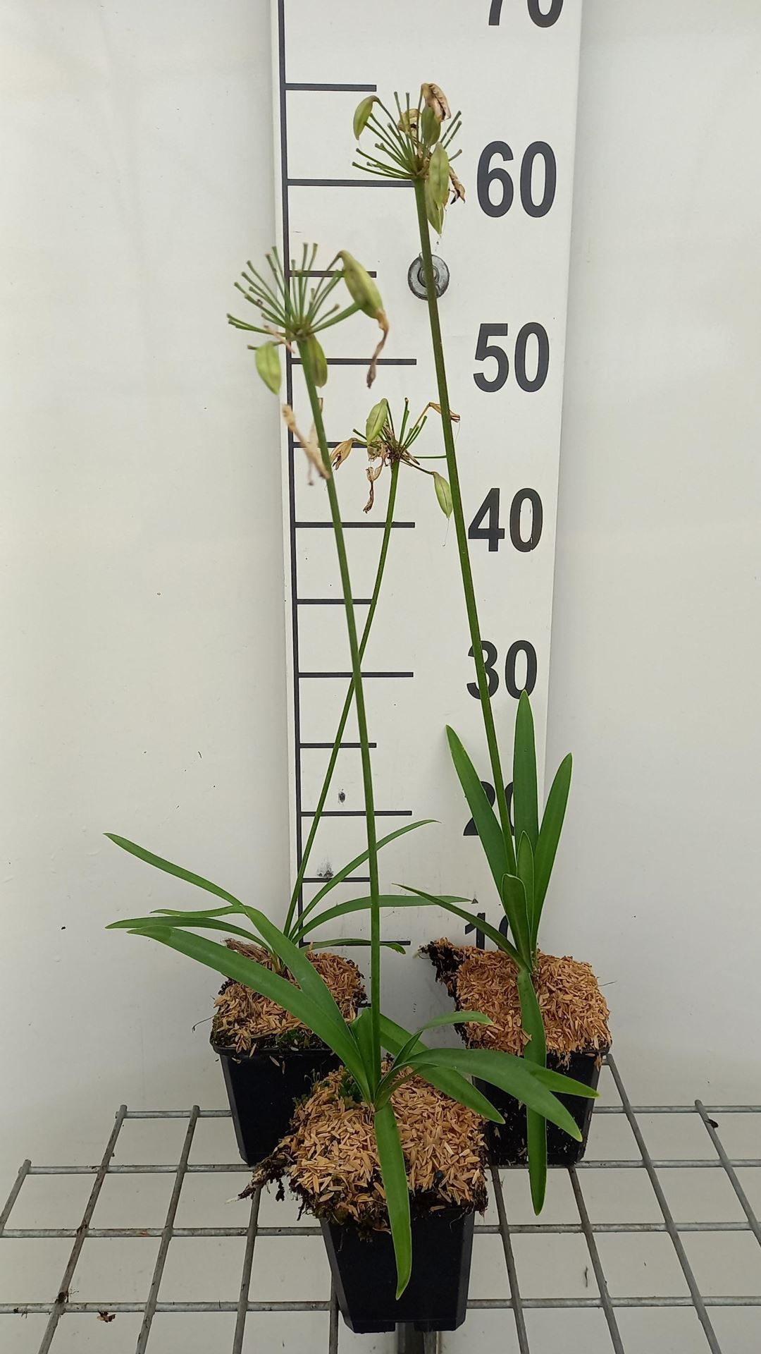 Agapanthus'Donau'- pot 9x9 cm afbeelding