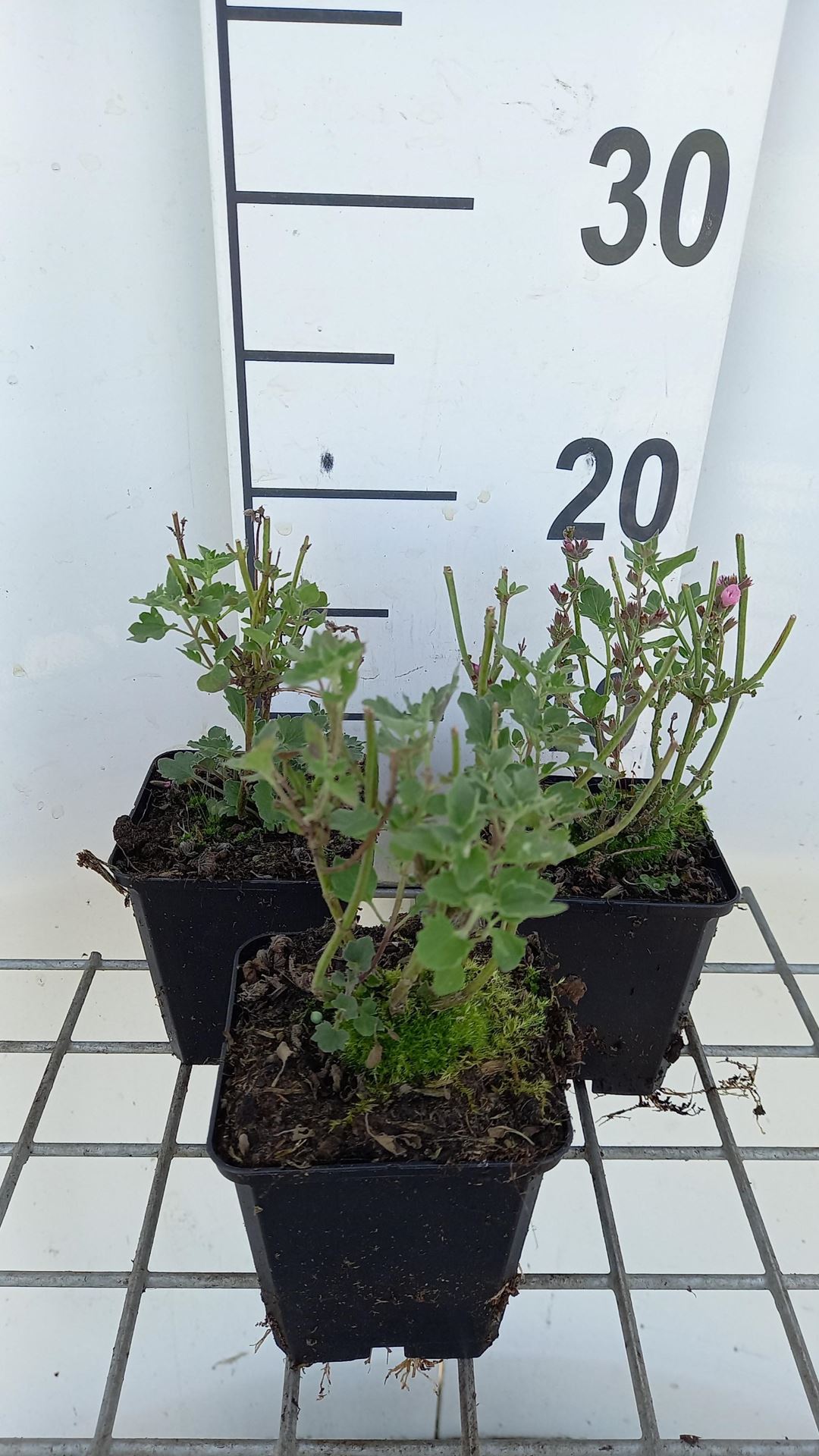 Agastache'Kudos Ambrosia'- pot 9x9 cm afbeelding