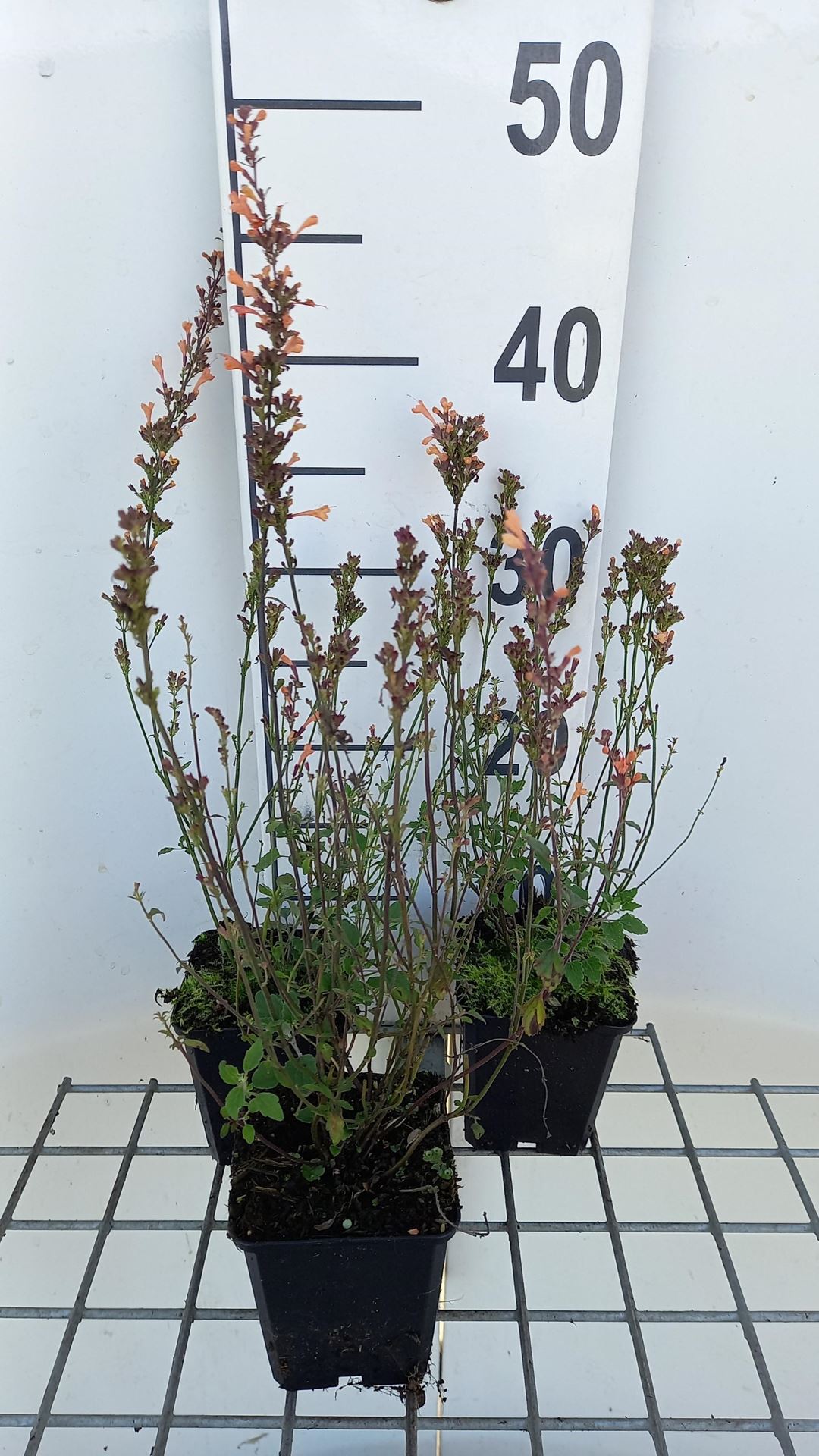 Agastache 'Kudos Mandarin' - pot 9x9 cm
