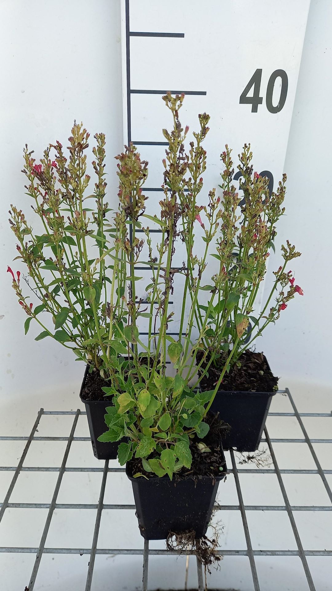 Agastache 'Kudos Red' - pot 9x9 cm