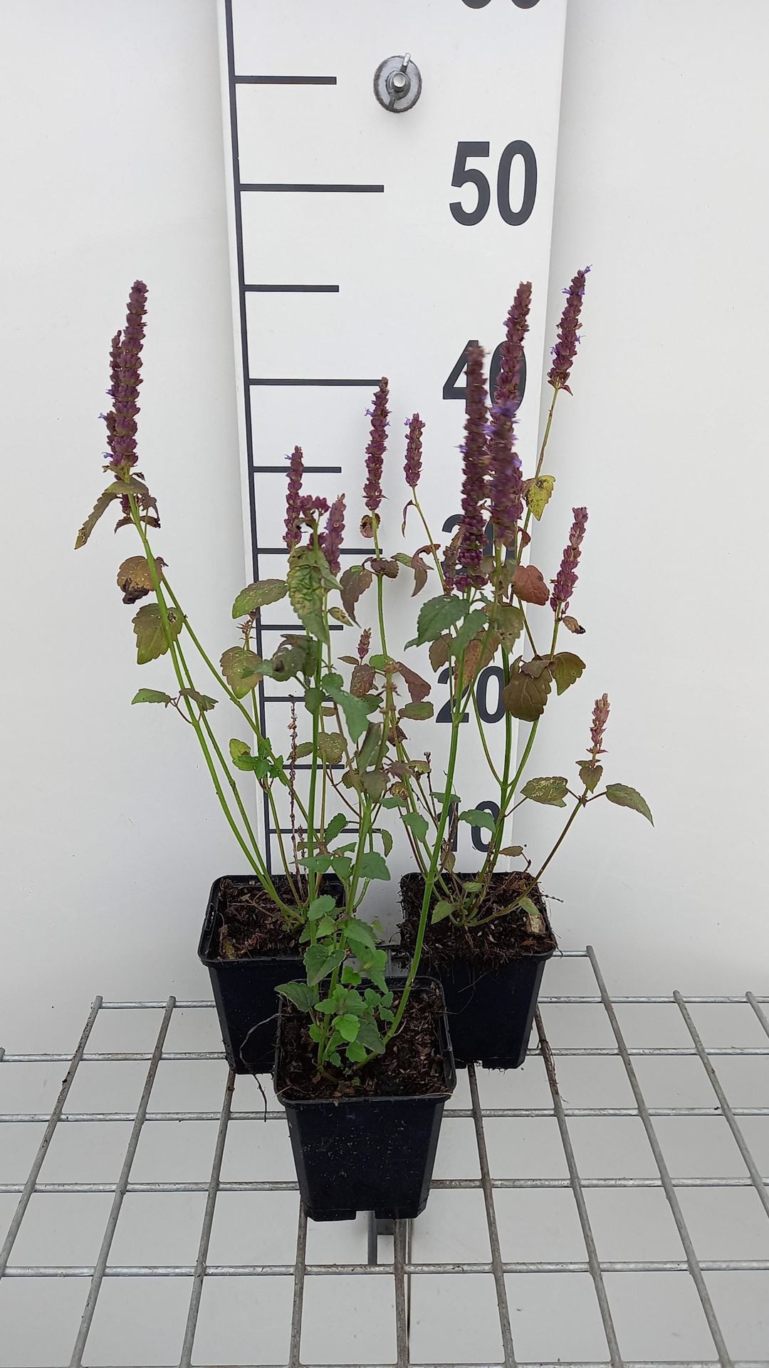 Agastache rugosa'Little Adder'- pot 9x9 cm afbeelding