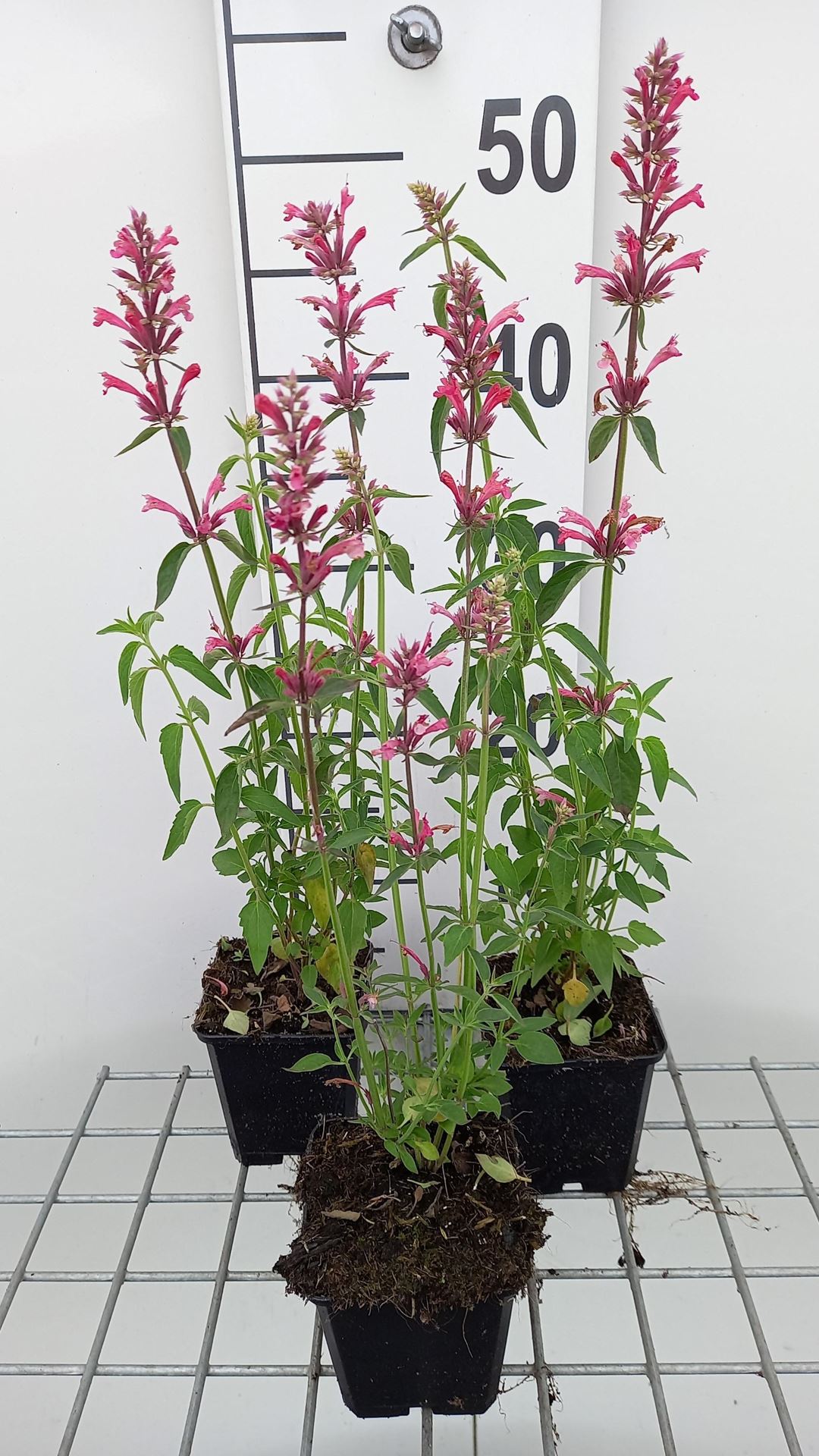 Agastache mexicana'Red Fortune'- pot 9x9 cm - Dropplant afbeelding