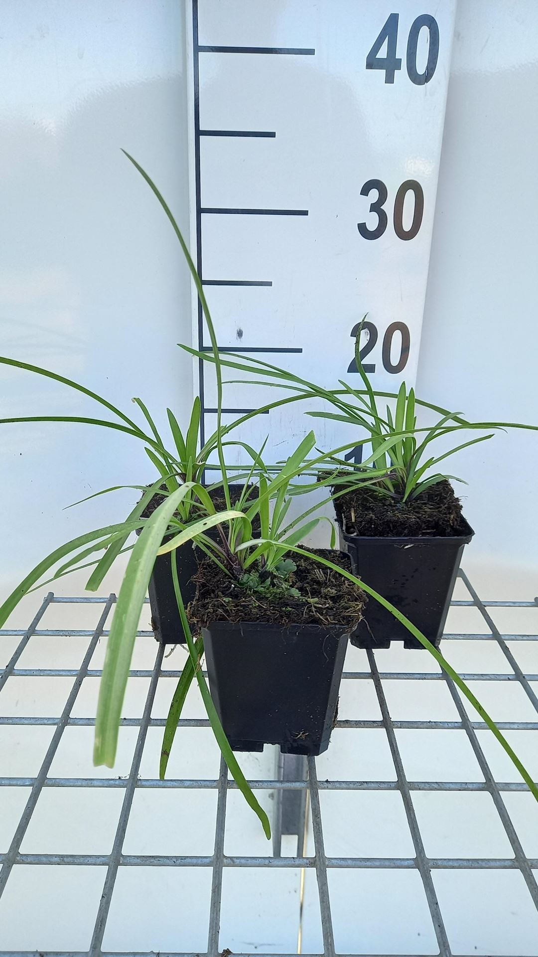 Agapanthus'Navy Blue'- pot 9x9 cm afbeelding
