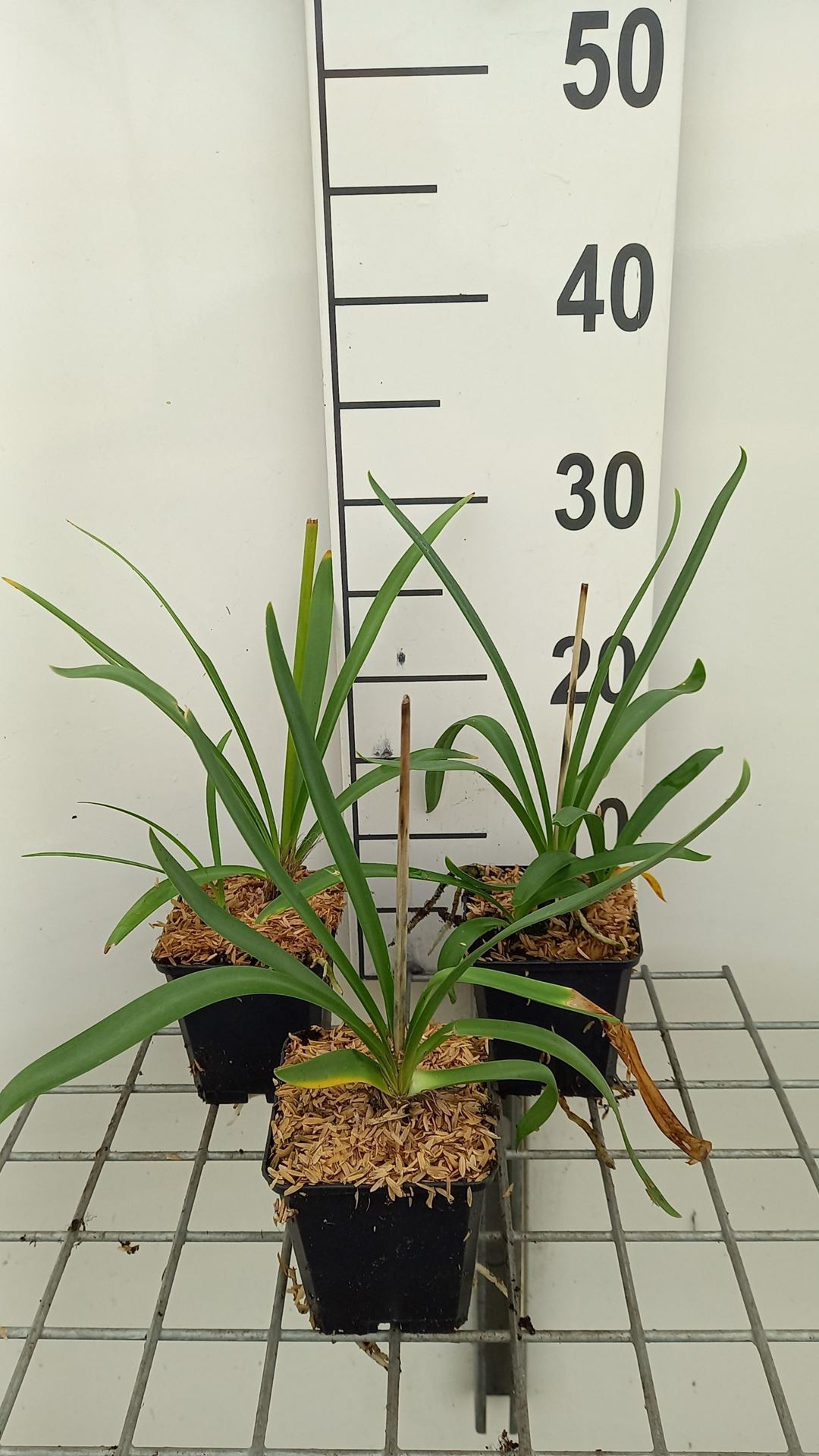 Agapanthus'Polar Ice'- pot 9x9 cm afbeelding