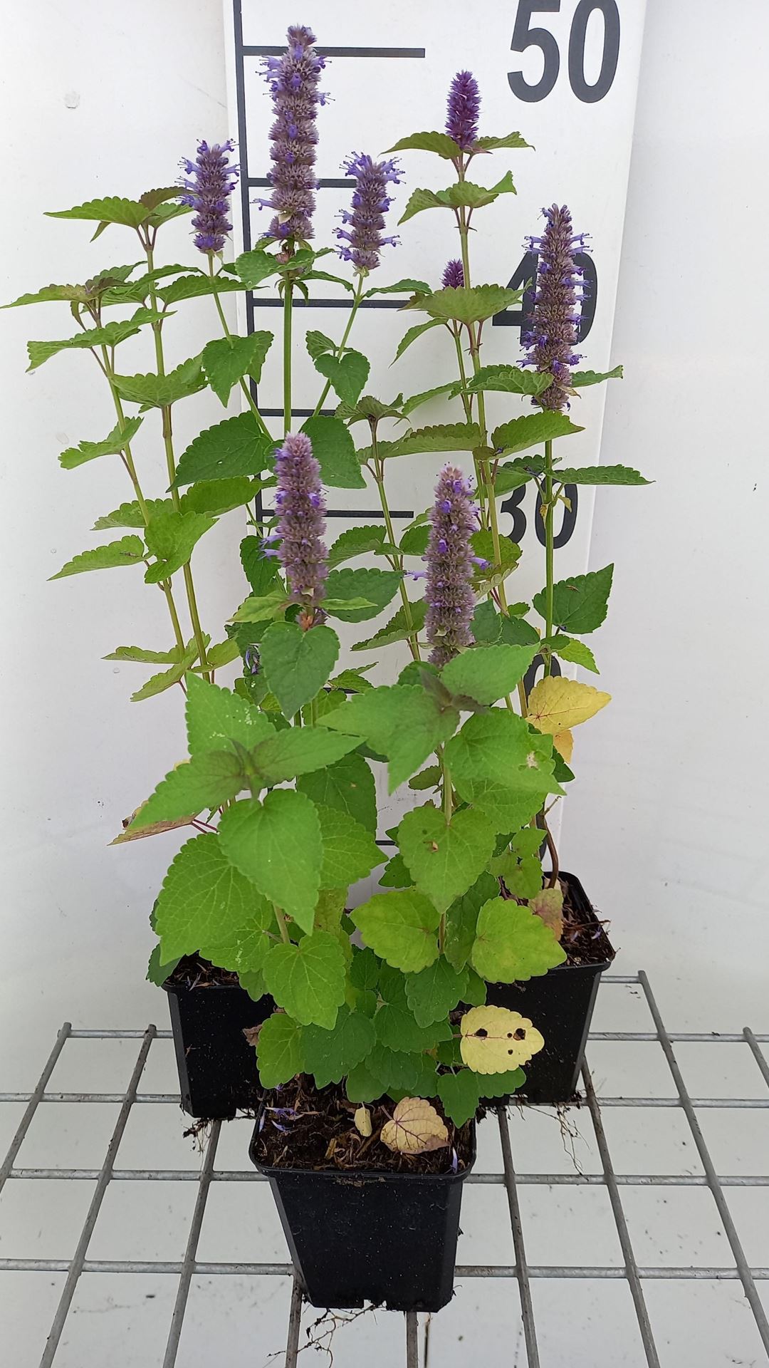 Agastache rugosa - pot 9x9 cm - Dropnetel / Dropplant / Anijsnetel / Koreaanse munt afbeelding