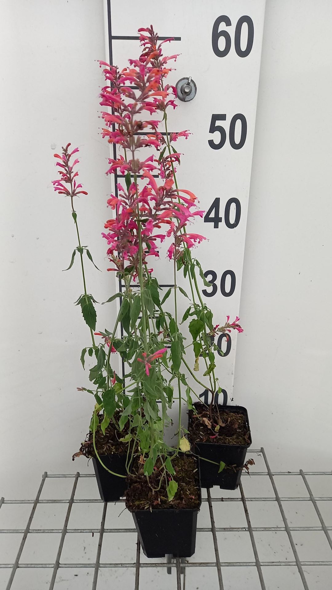 Agastache barberi'Tangerine Dream'- pot 9x9 cm afbeelding