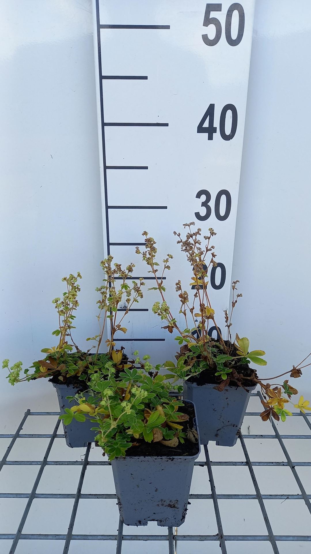 Alchemilla alpina - pot 9x9 cm afbeelding