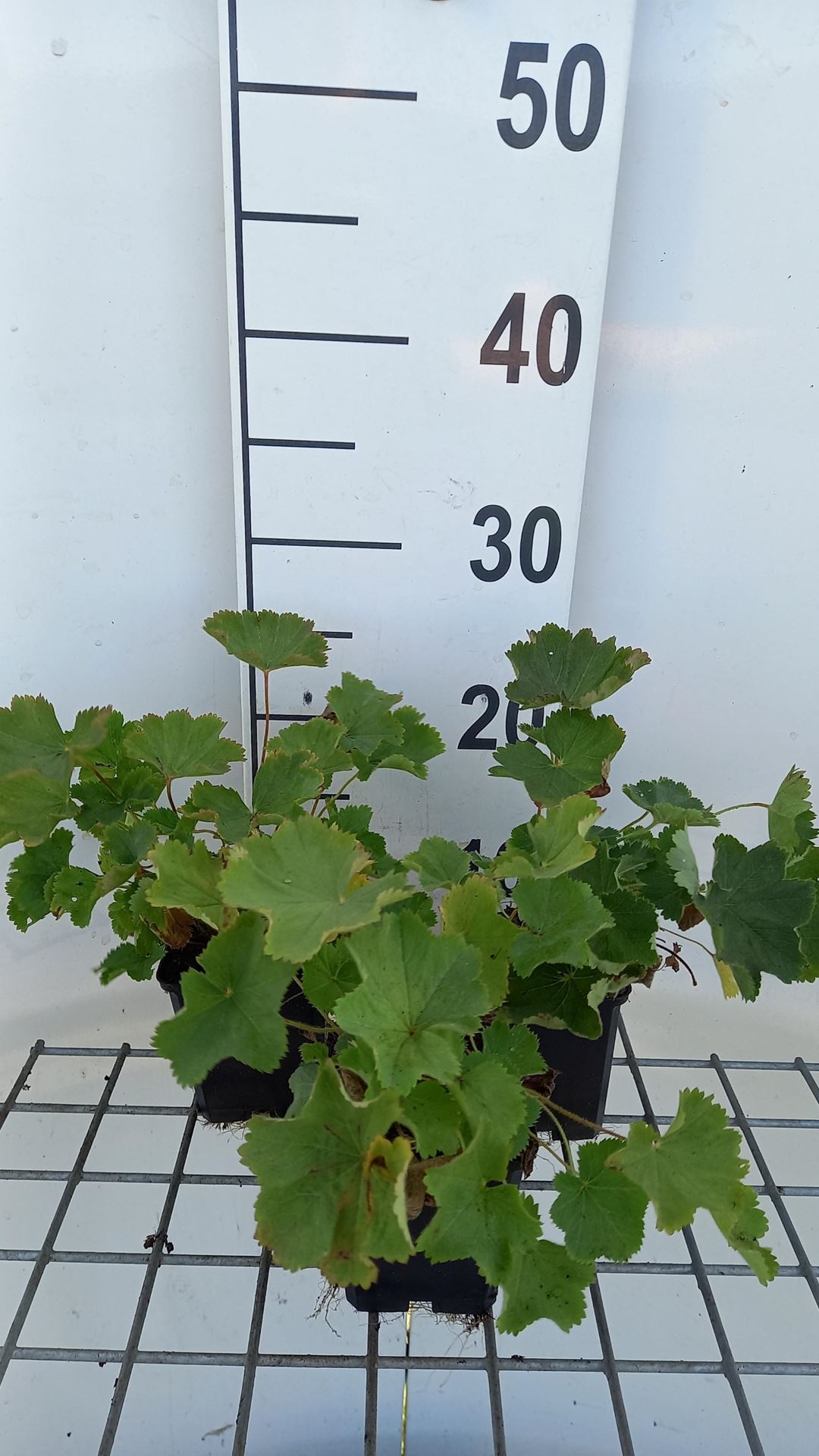 Alchemilla epipsila - pot 9x9 cm afbeelding