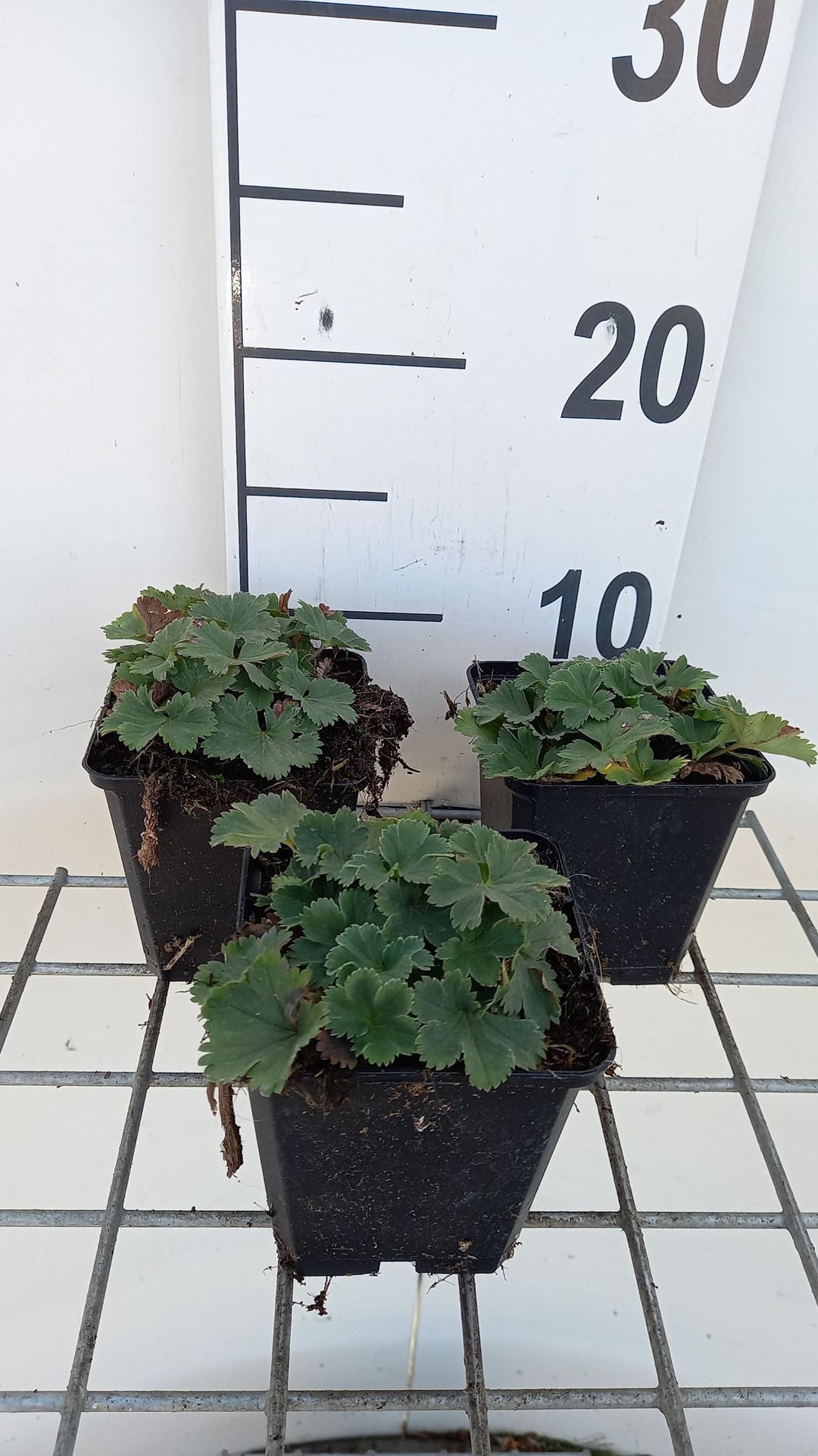 Alchemilla erythropoda - pot 9x9 cm - Dwergvrouwenmantel afbeelding