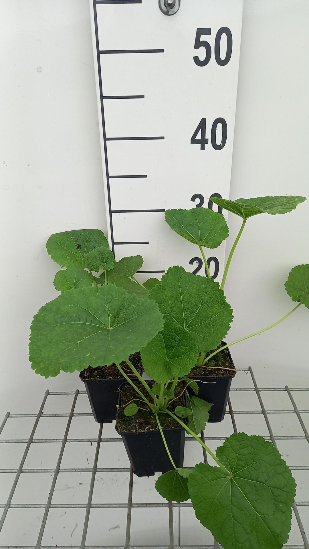Alcea ficifolia - pot 9x9 cm -