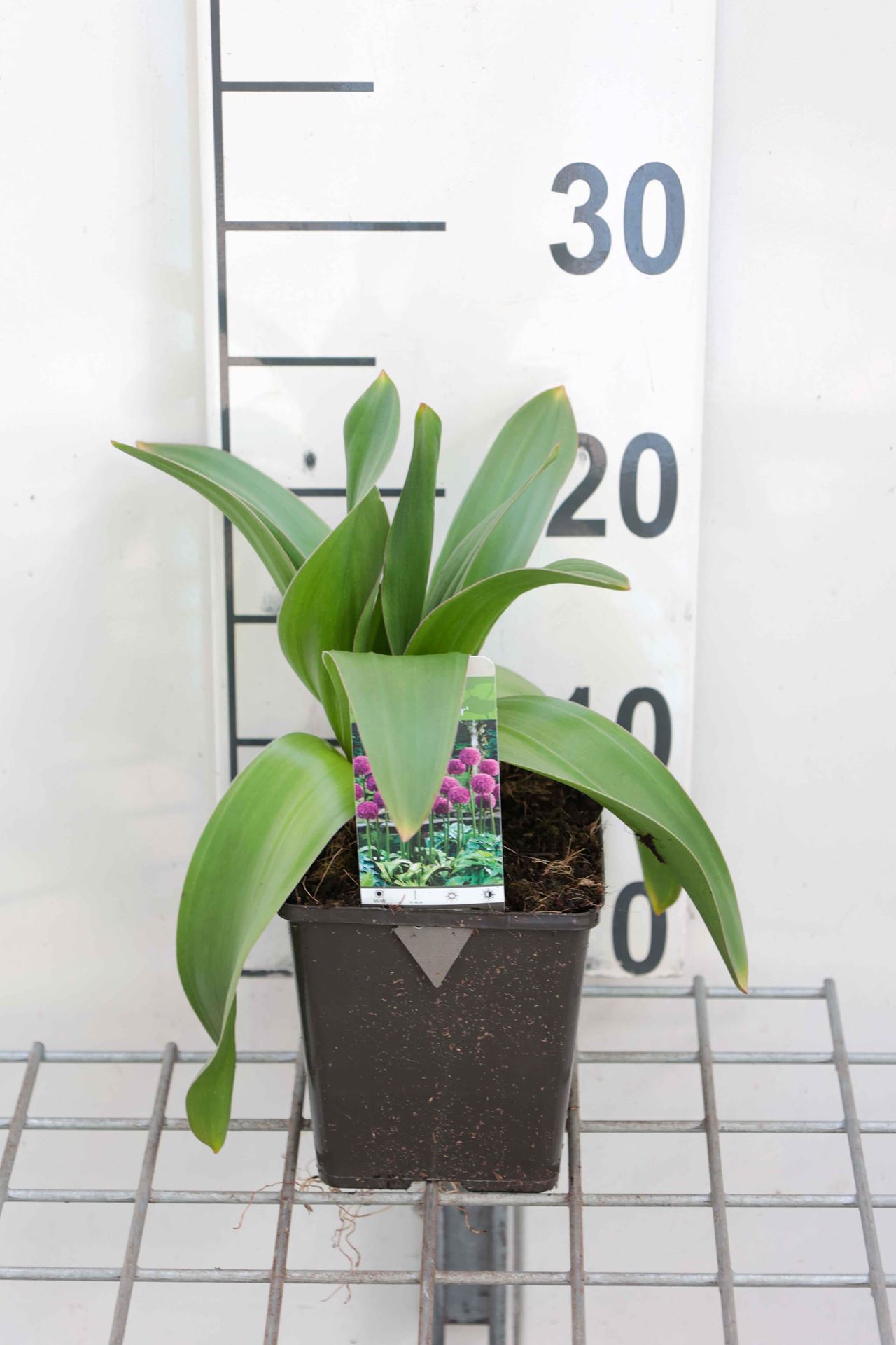 Allium'Globemaster'- pot 1L afbeelding