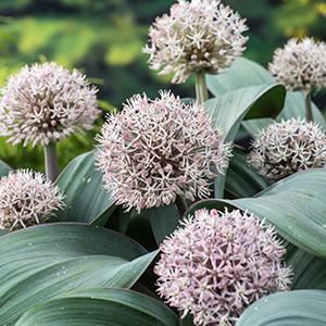 Allium karataviense - pot 9x9 cm afbeelding