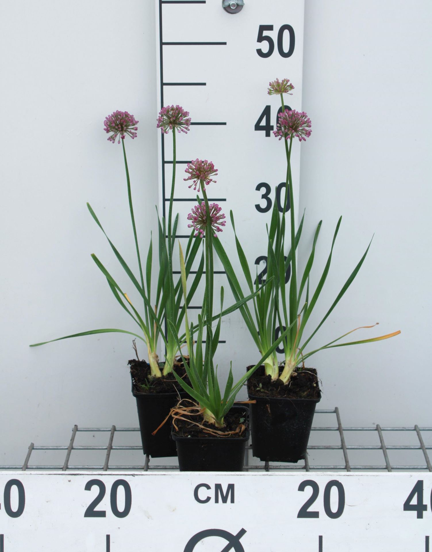 Allium'Millennium'- pot 9x9 cm - afbeelding