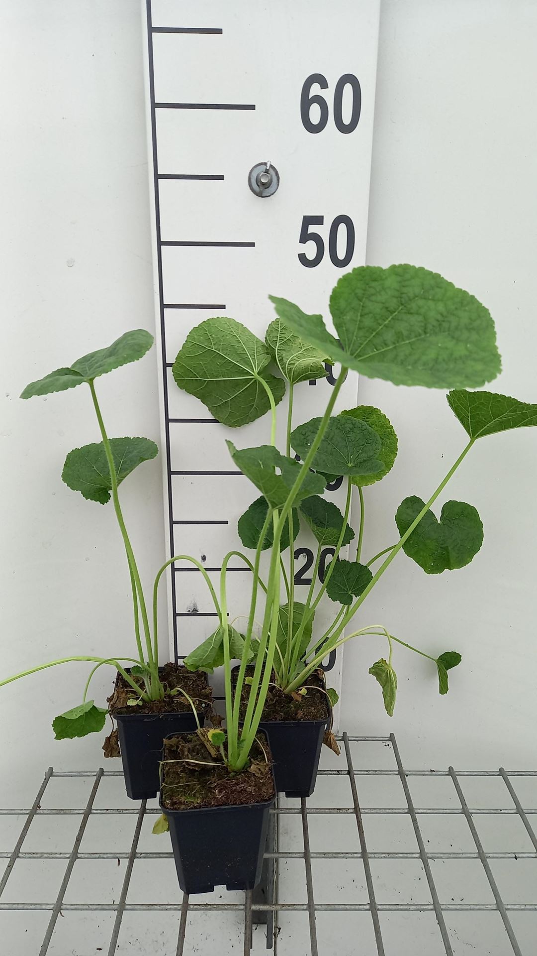 Alcea rosea'Charter'- pot 9x9 cm afbeelding