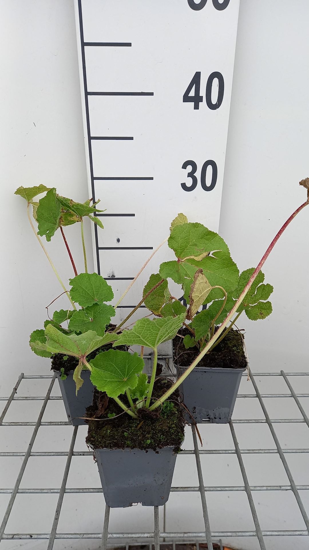 Alcea rosea'Charters Rosa'- pot 9x9 cm afbeelding