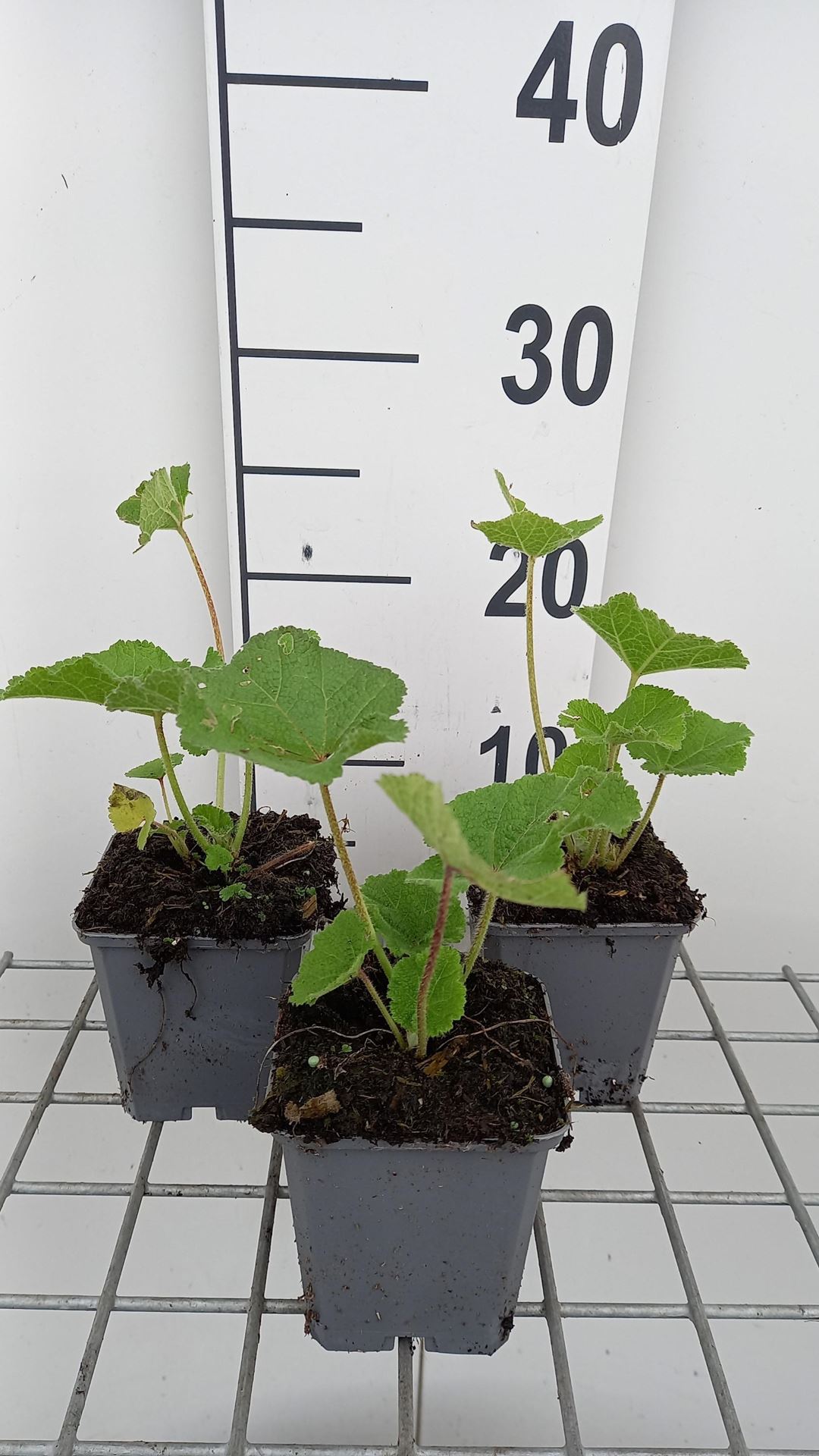 Alcea rosea'Charters Purple'- pot 9x9 cm afbeelding