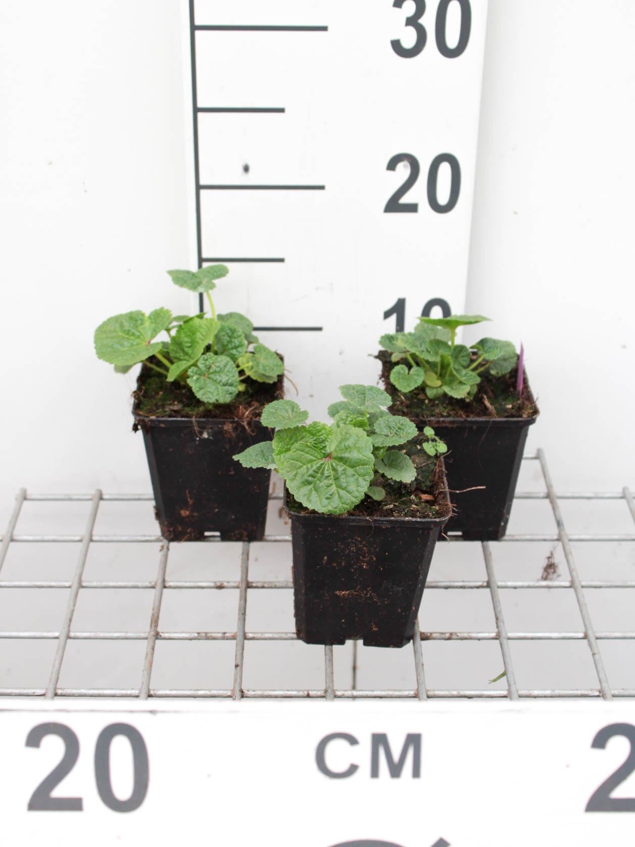 Alcea rosea'Charters Rot'- pot 9x9 cm afbeelding
