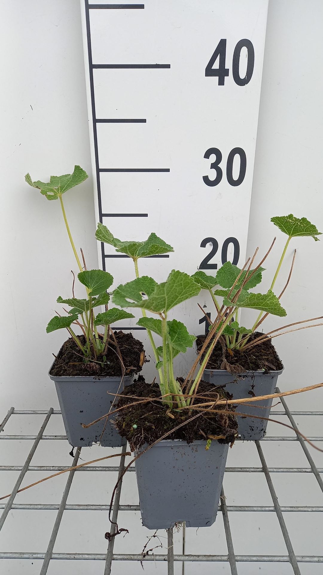 Alcea rosea'Charters Weiss'- pot 9x9 cm afbeelding
