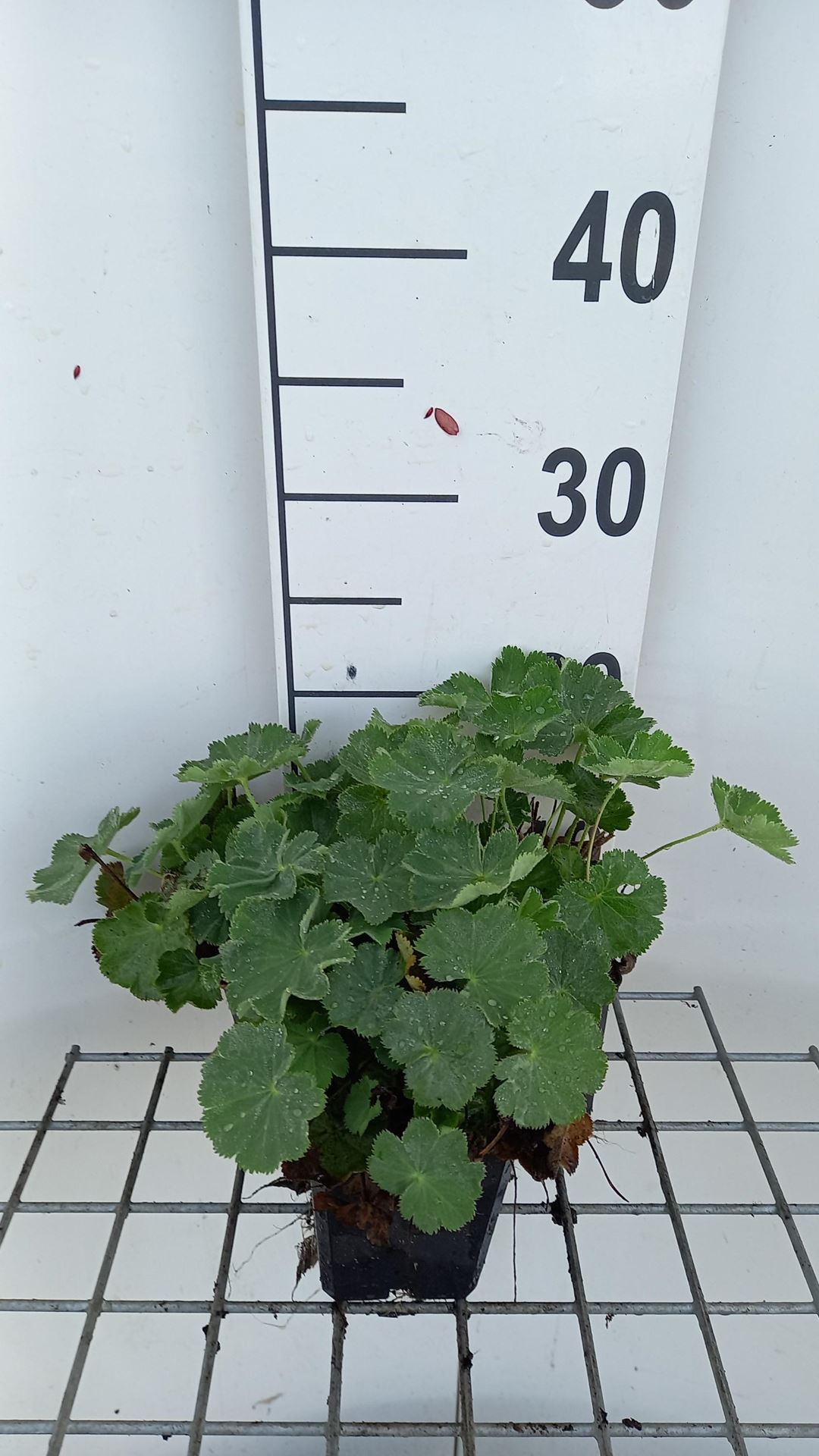 Alchemilla vulgaris - pot 9x9 cm (Vrouwenmantel) - Spitslobbige vrouwenmantel afbeelding