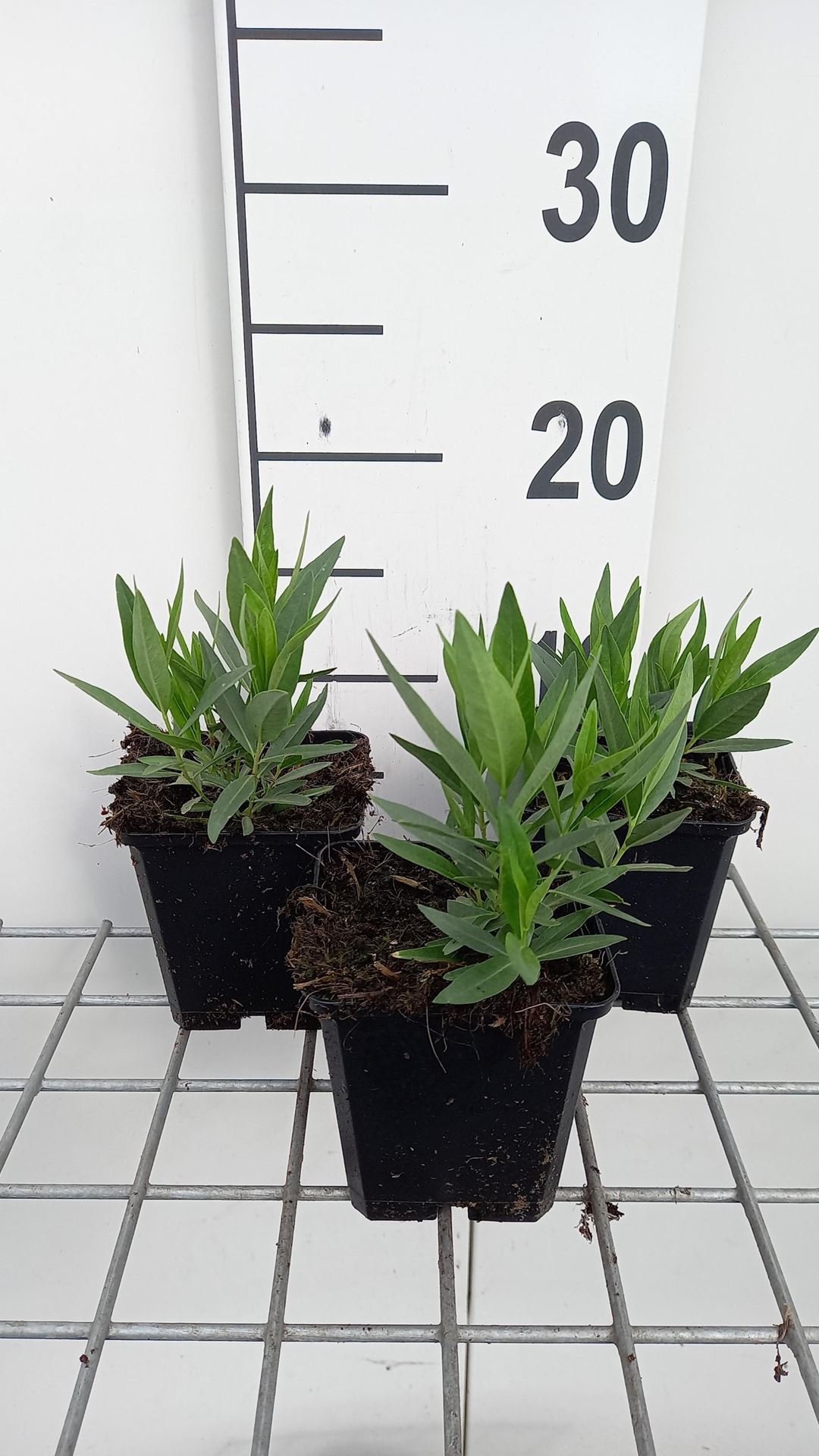 Amsonia'Blue Ice'- pot 9x9 cm - Blauwe ster, Stermaagdenpalm afbeelding