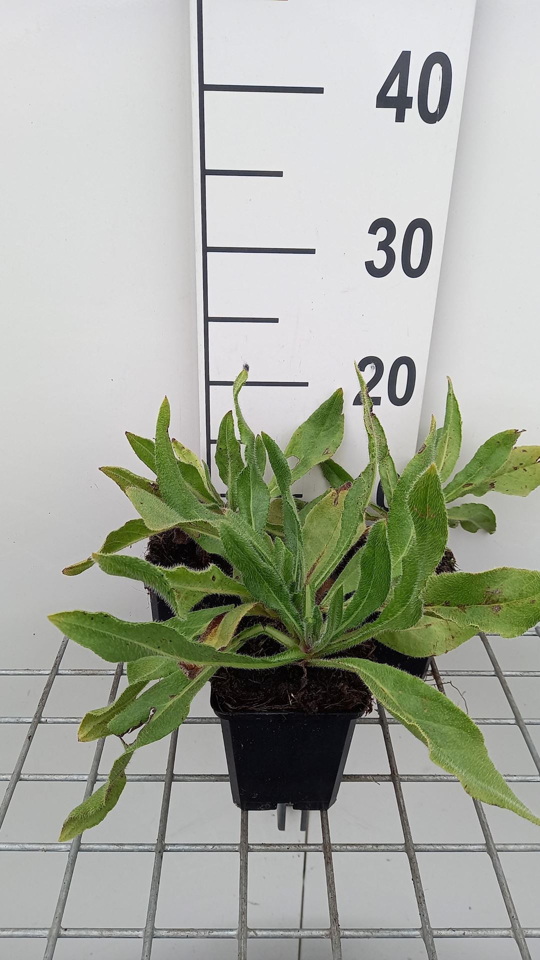 Anchusa azurea'Loddon Royalist'- pot 9x9 cm afbeelding