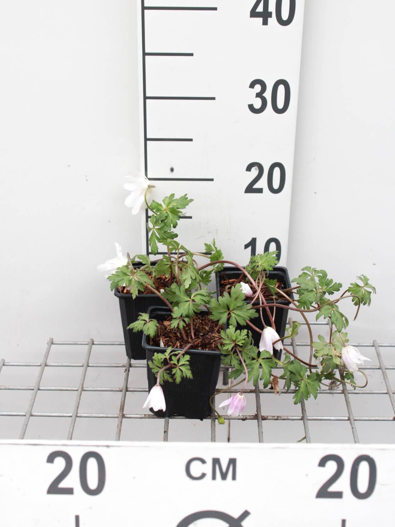 Anemone blanda'White Splendour'- pot 9x9 cm afbeelding
