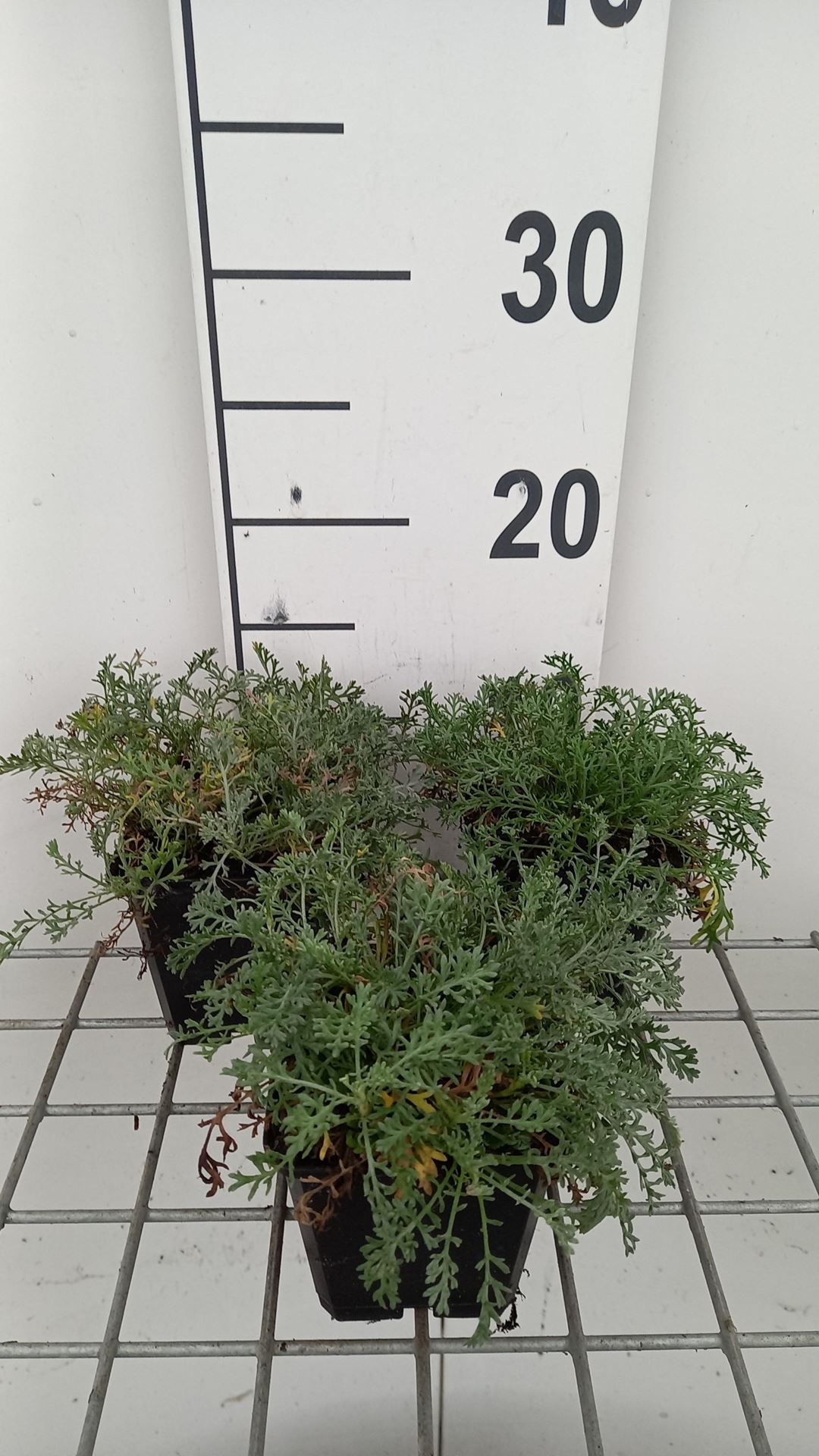 Anthemis carpatica'Karpatenschnee'- pot 9x9 cm (Roomse kamille) - Roomse kamille afbeelding