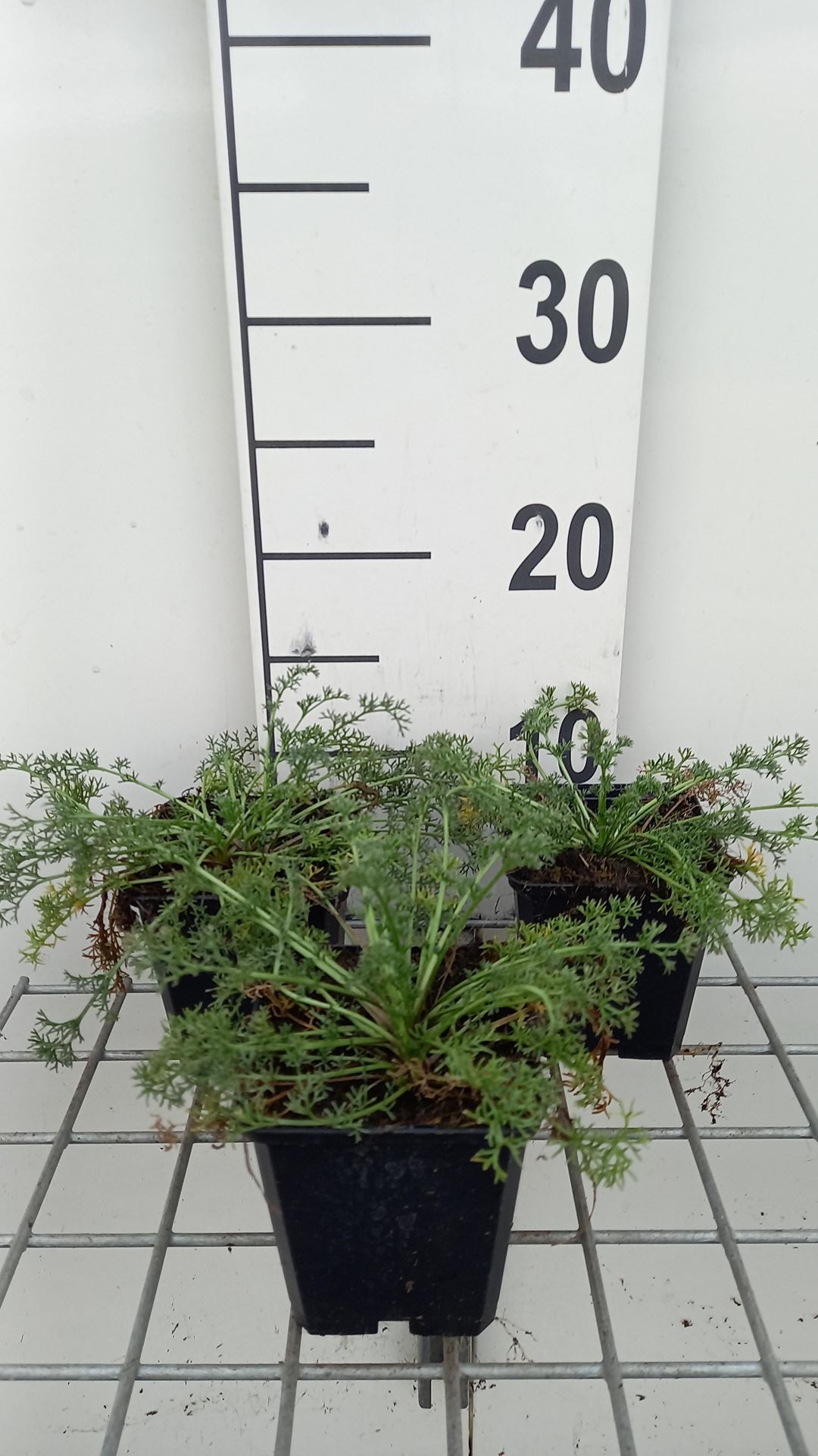 Anacyclus depressus'Gnom'- pot 9x9 cm afbeelding