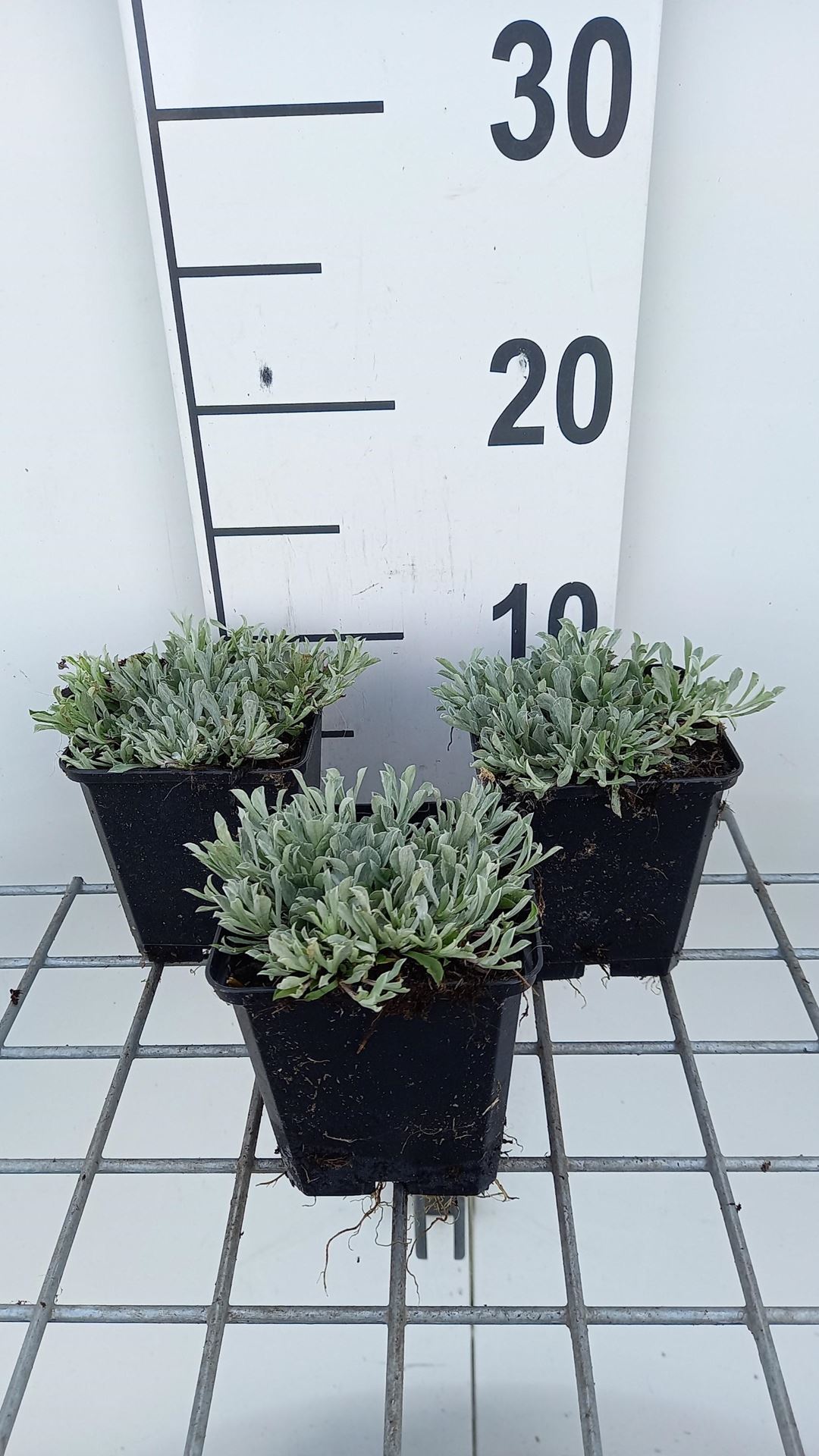 Antennaria dioica - pot 9x9 cm afbeelding