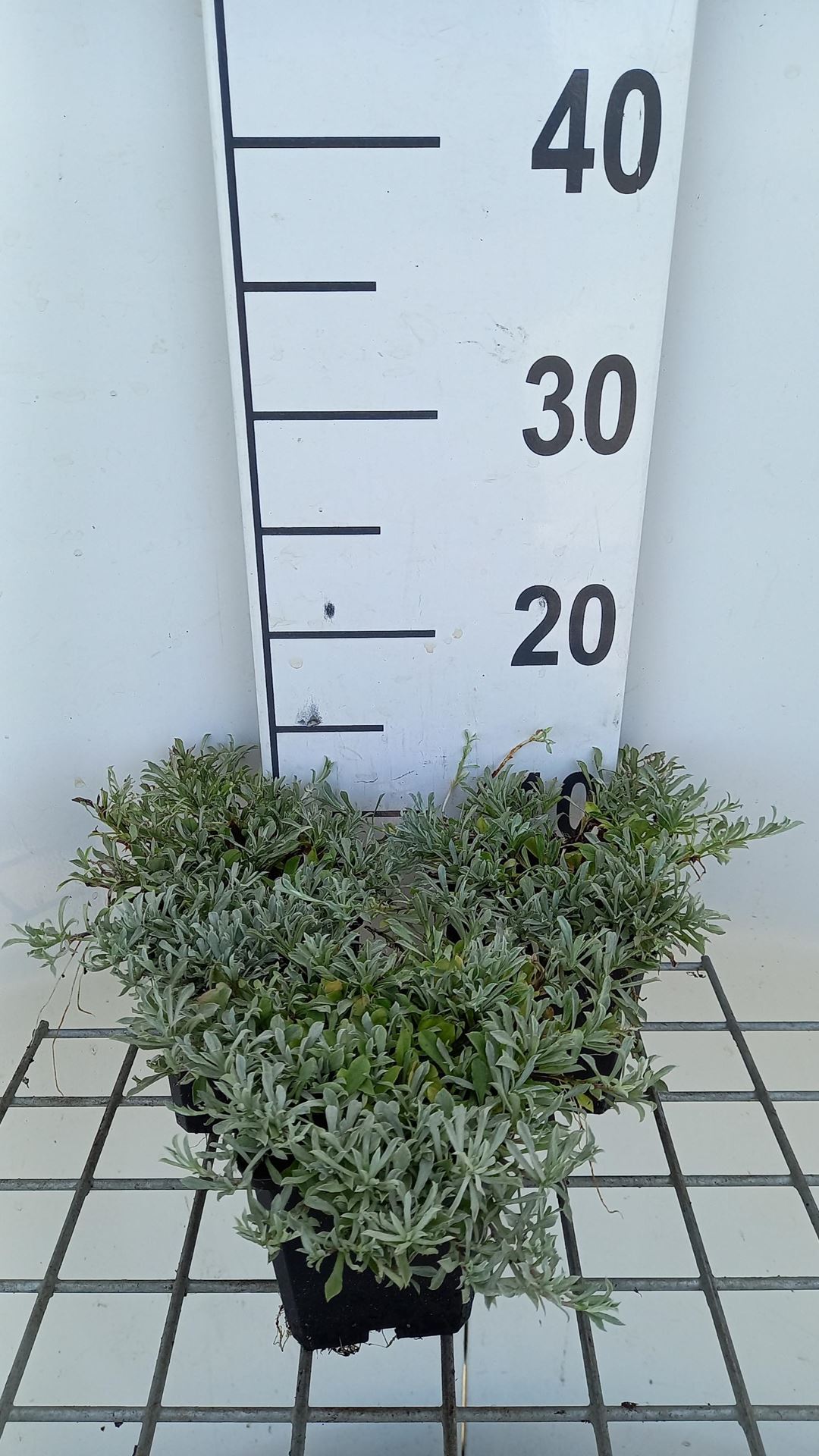 Antennaria dioica'Rubra'- pot 9x9 cm afbeelding