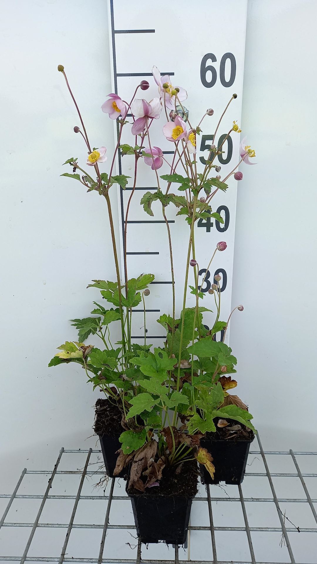 Anemone hupehensis'Praecox'- pot 9x9 cm - Herfstanemoon afbeelding