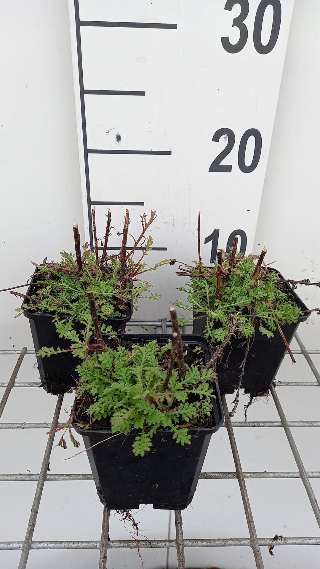 Anthemis x hybrida'Kelwayi'- pot 9x9 cm afbeelding