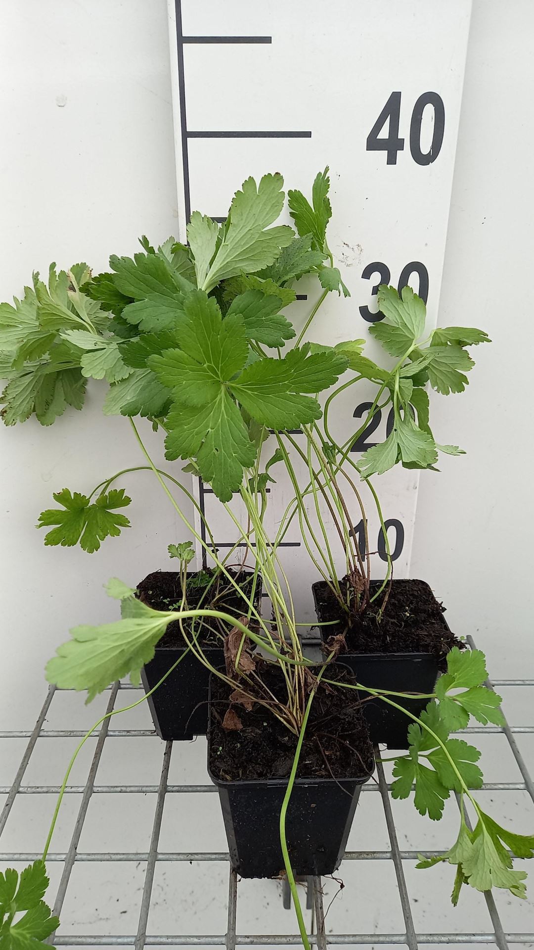 Anemone leveillei - pot 9x9 cm afbeelding