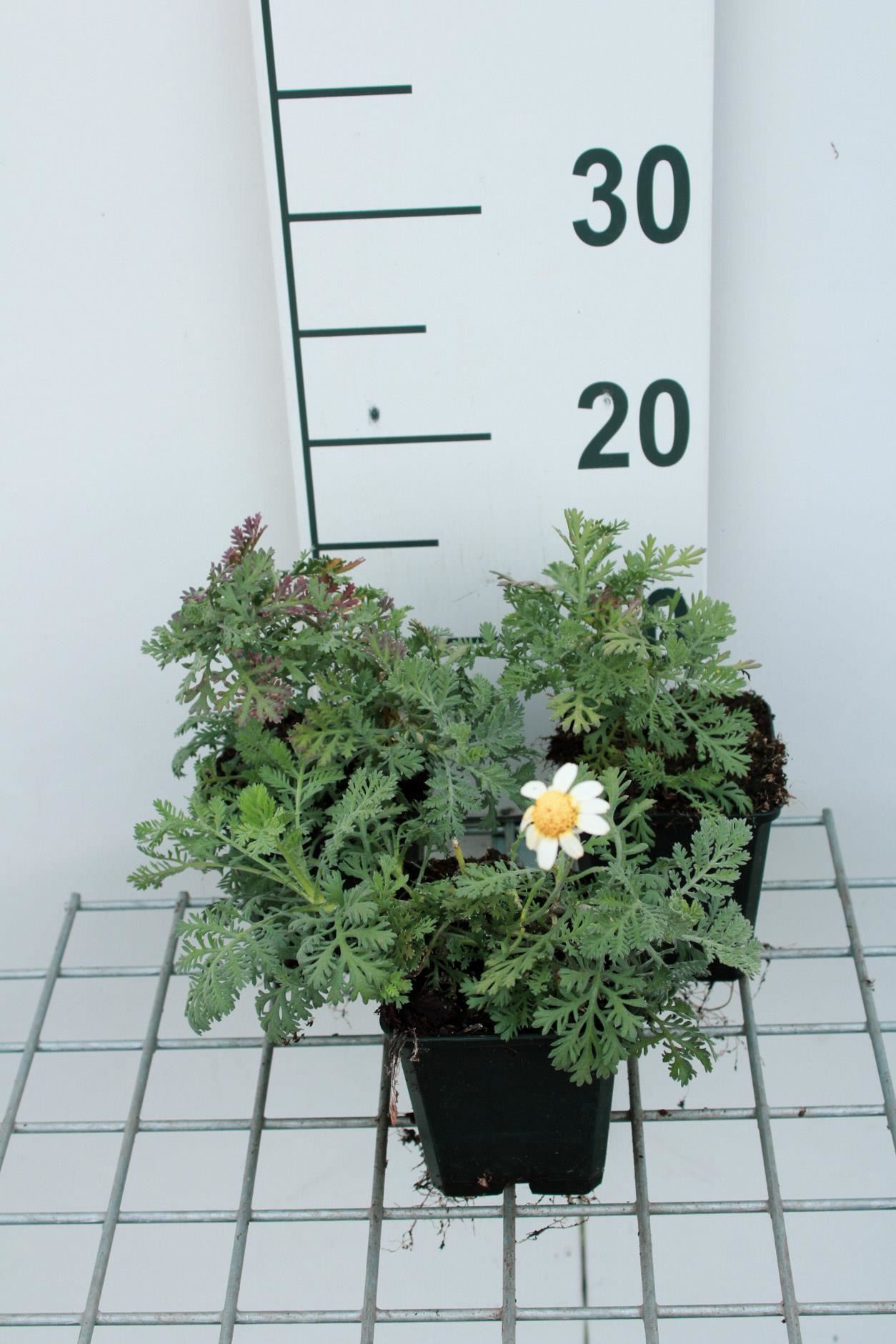 Anthemis'Susanna Mitchell'- pot 9x9 cm afbeelding