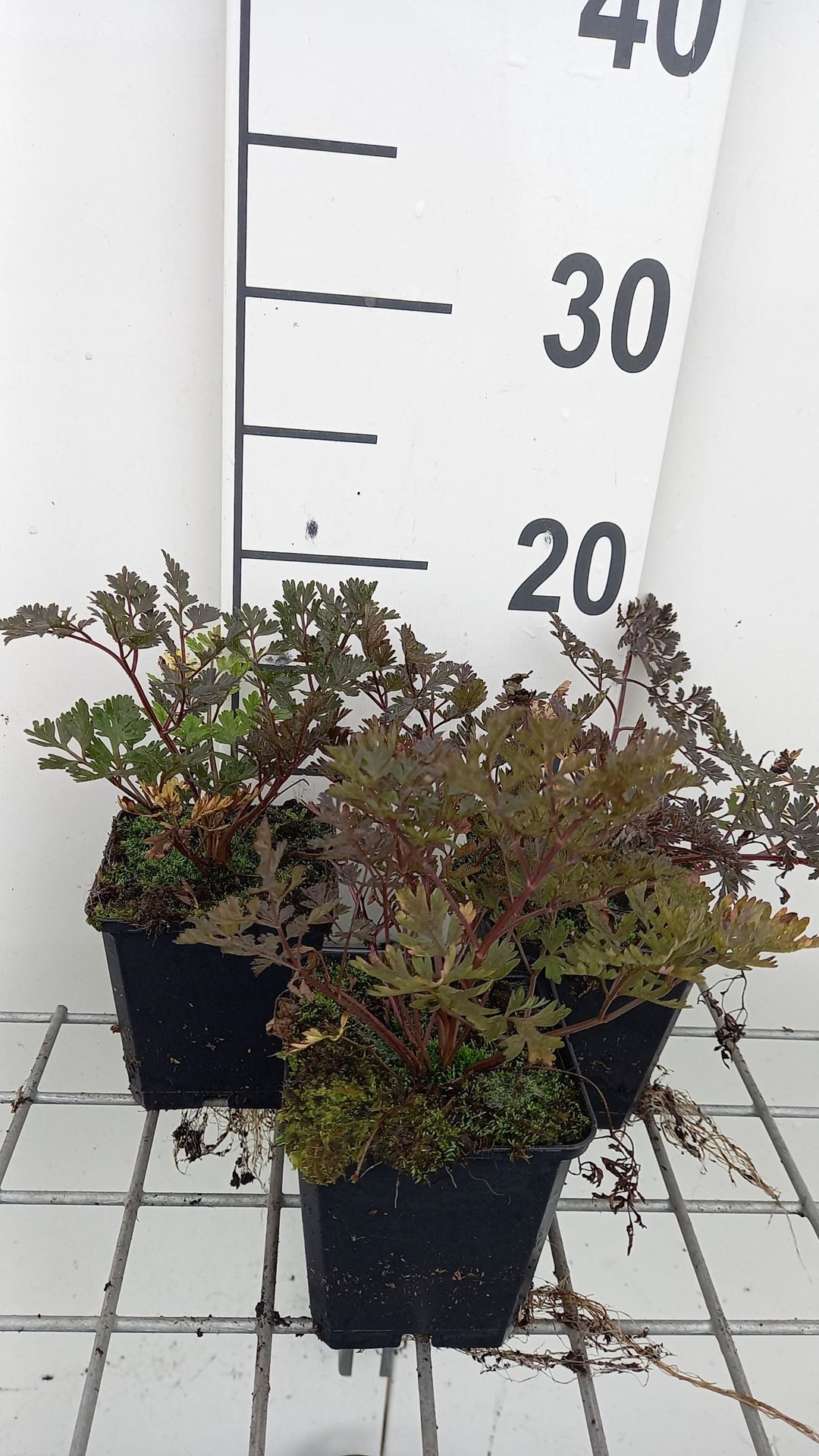 Anthriscus sylvestris'Ravenswing'- pot 9x9 cm - Fluitenkruid afbeelding