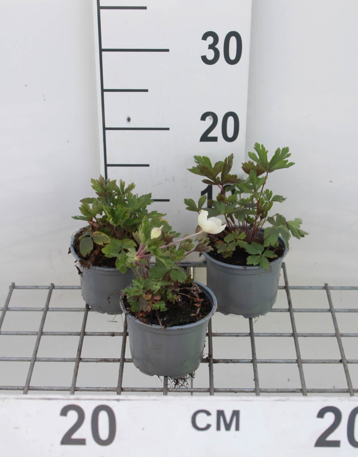 Anemone sylvestris - pot 9x9 cm afbeelding