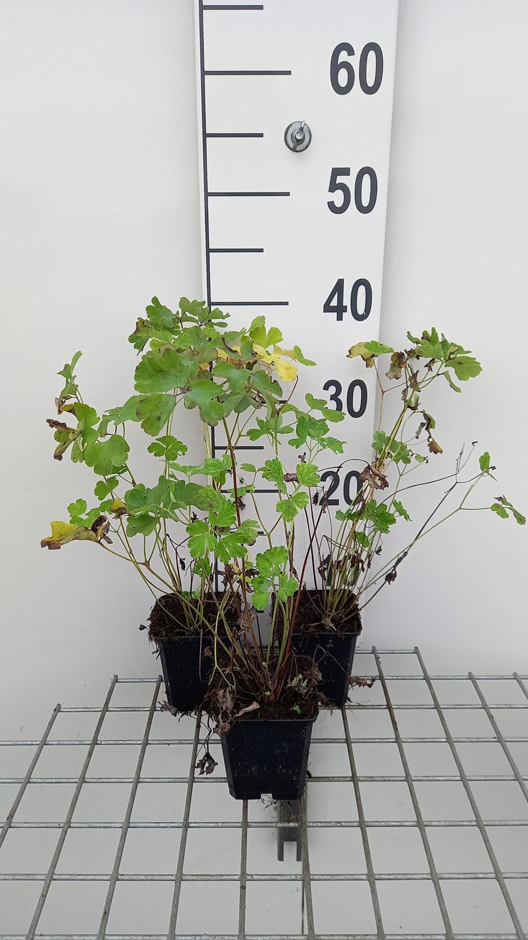 Aquilegia'Biedermeier'- pot 9x9 cm afbeelding