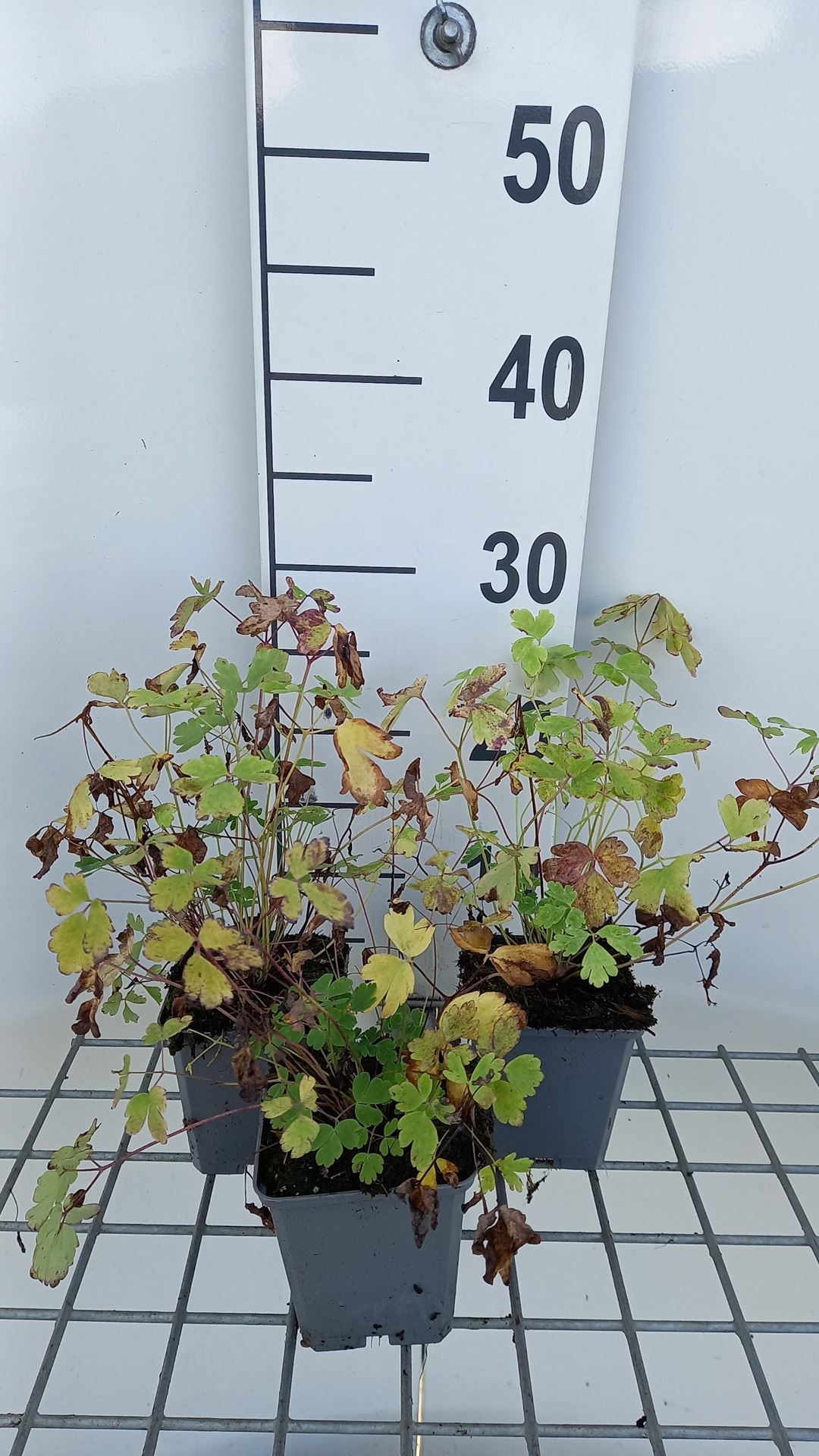 Aquilegia caerulea - pot 9x9 cm afbeelding