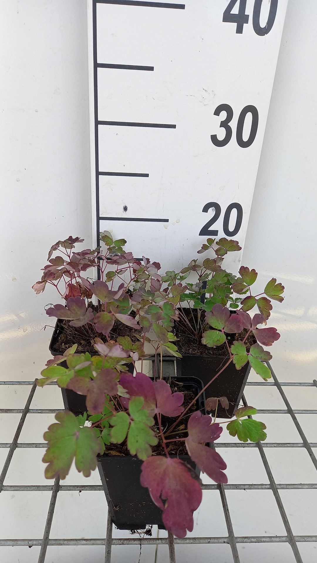 Aquilegia canadensis'Little Lanterns'- pot 9x9 cm afbeelding