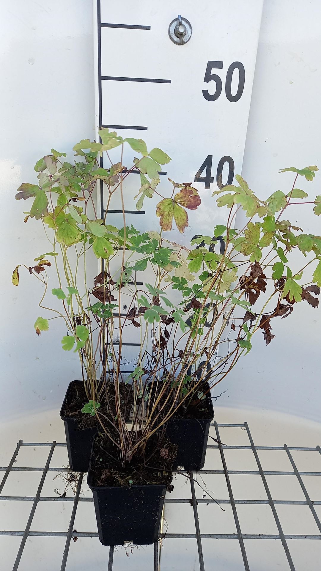 Aquilegia chrysantha'Yellow Queen'- pot 9x9 cm afbeelding
