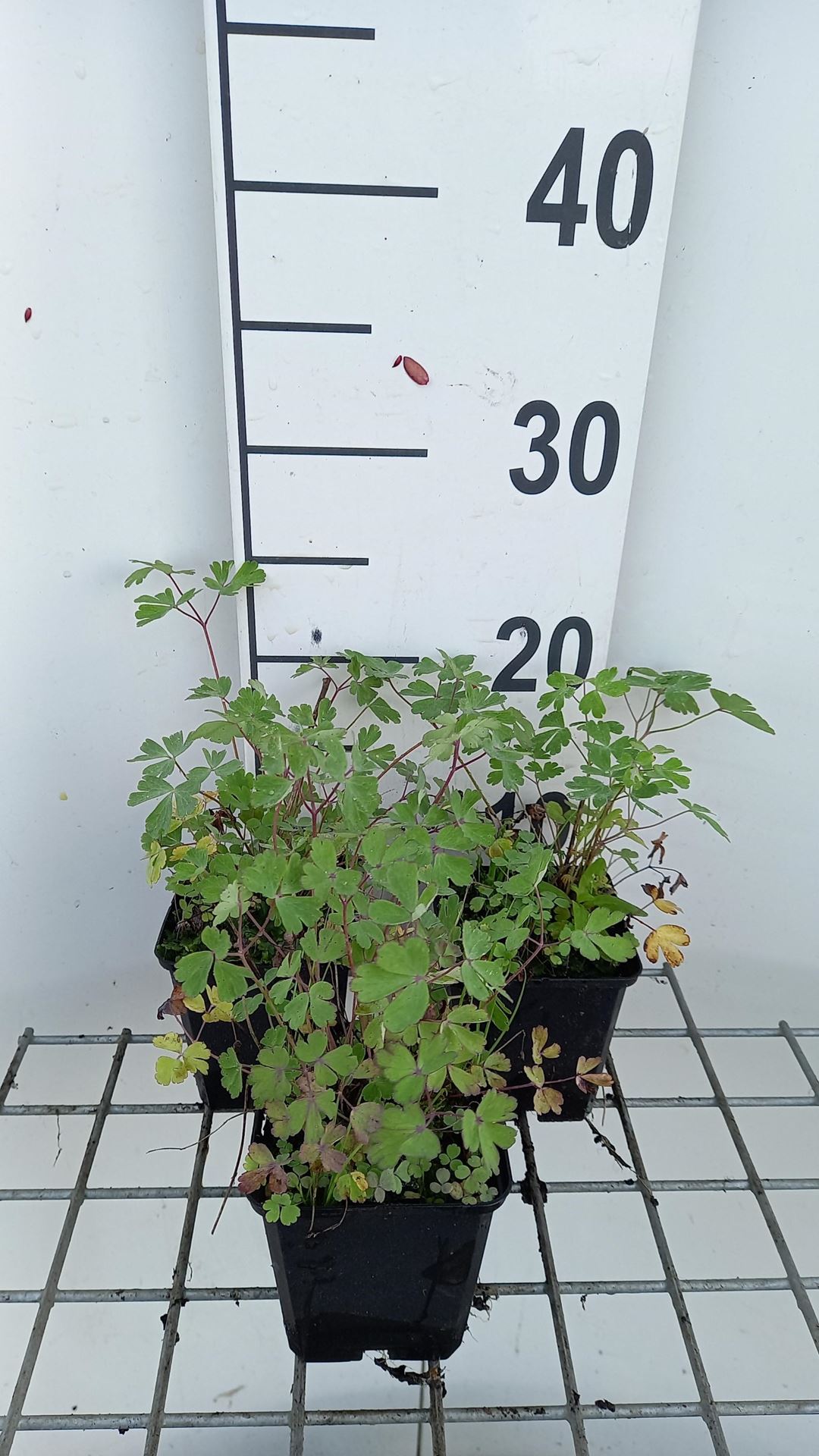 Aquilegia'Yellow Star'- pot 9x9 cm afbeelding